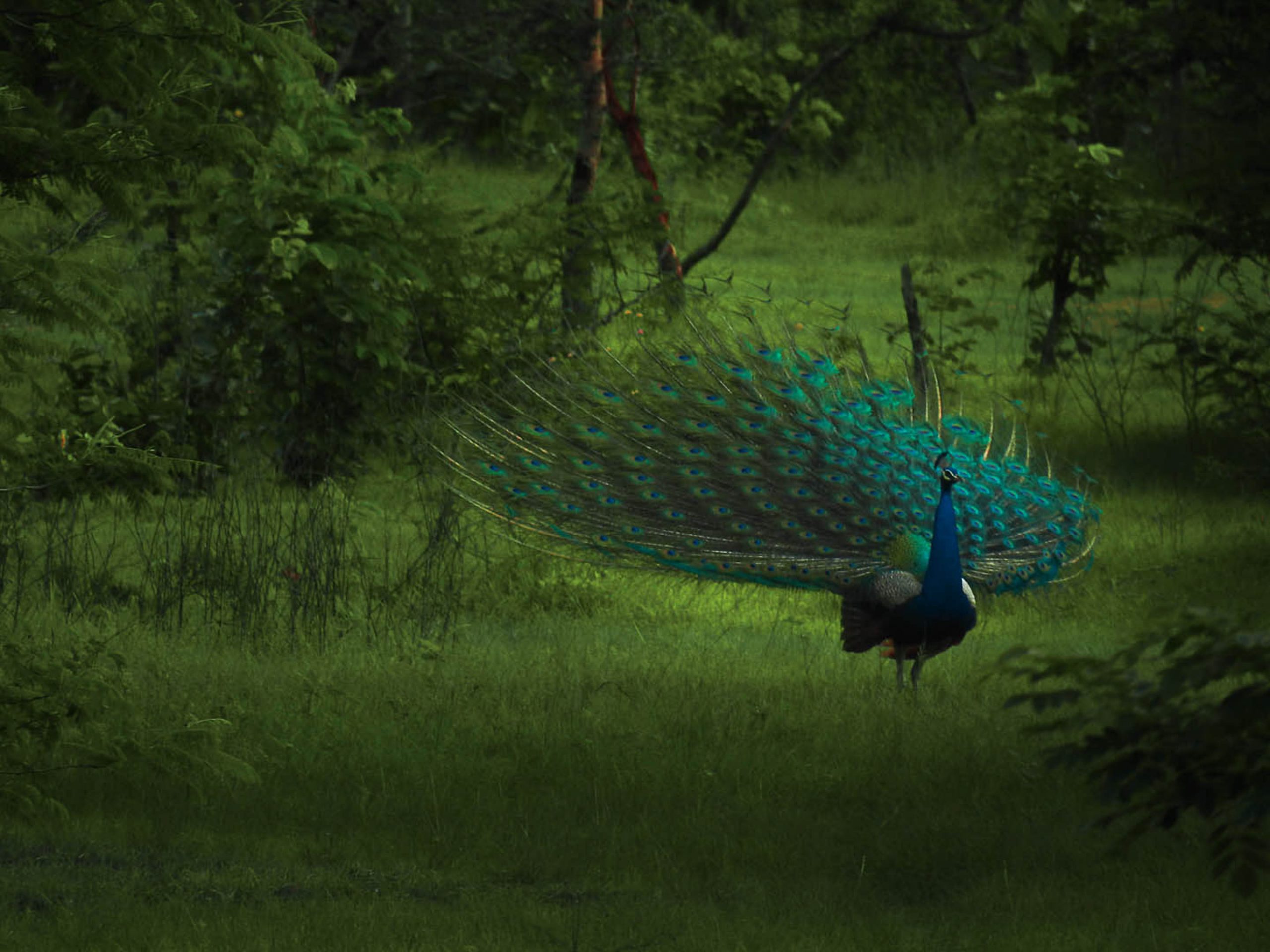 A peacock in jungle