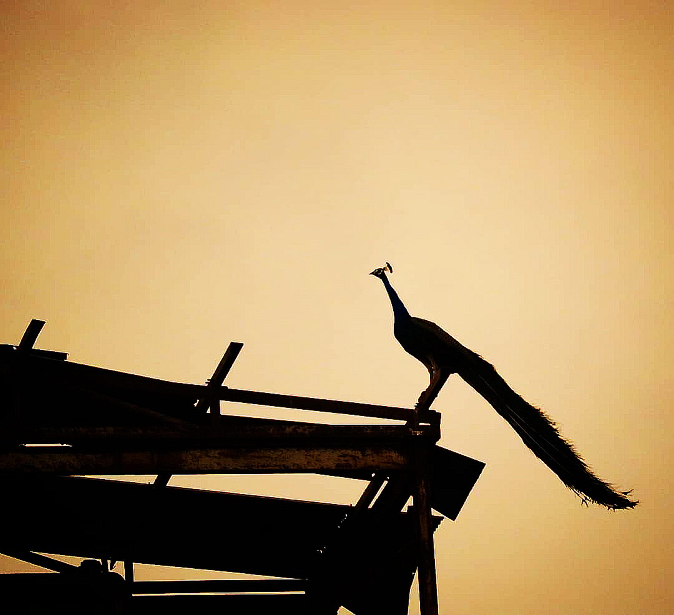 A peacock on a structure