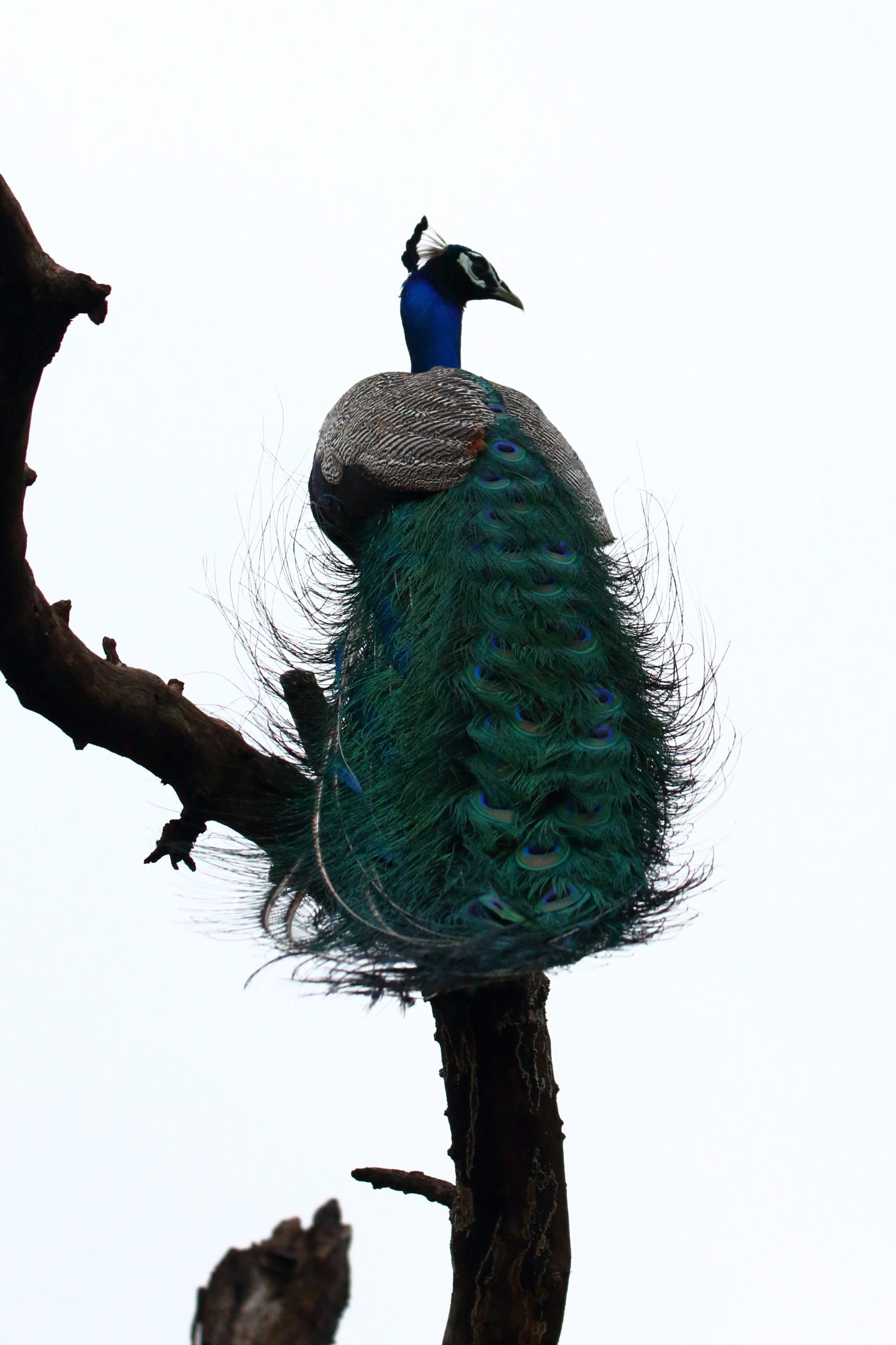 A peacock on a tree