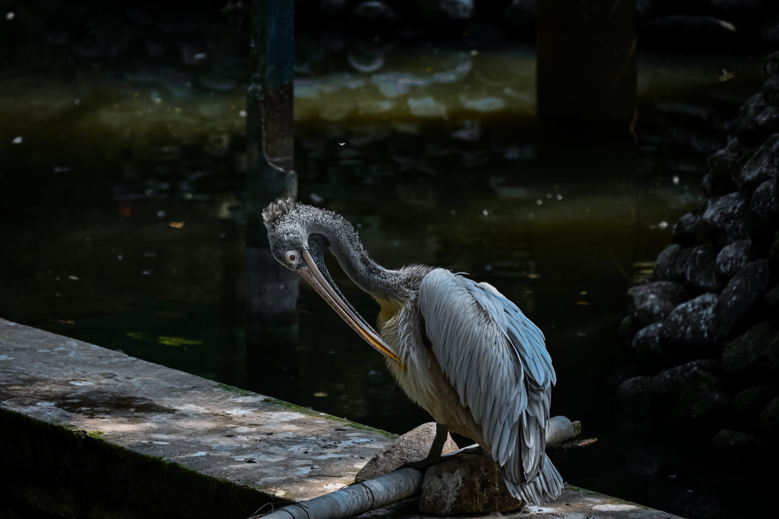 A pelican beside a lake