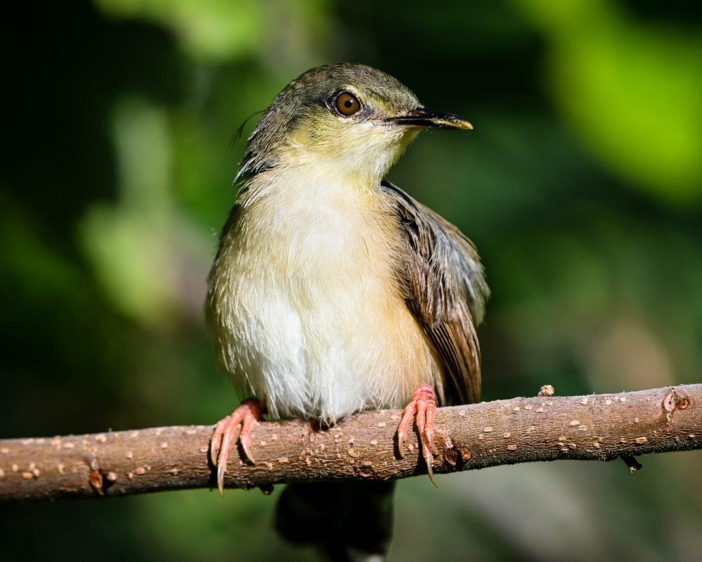 A perching bird PixaHive