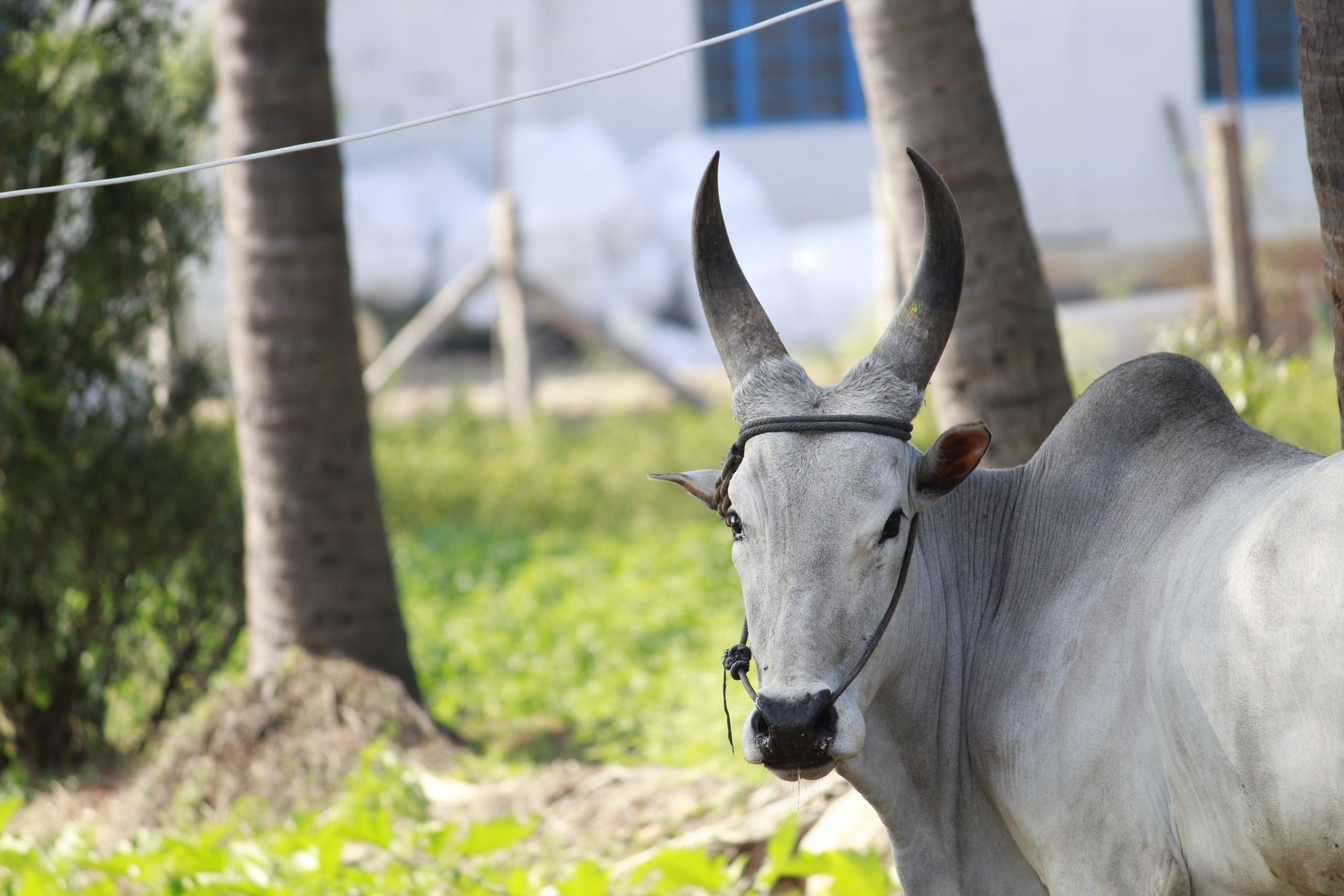 A pet bull with sharp horns