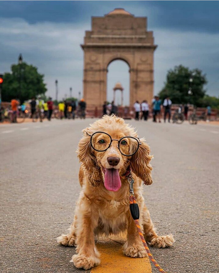 A pet dog on India gate road