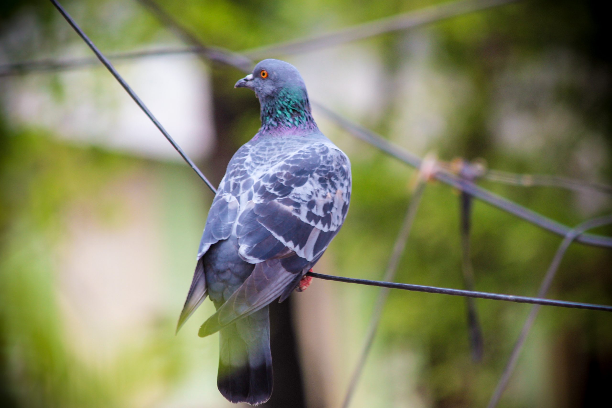 A pigeon on a wire