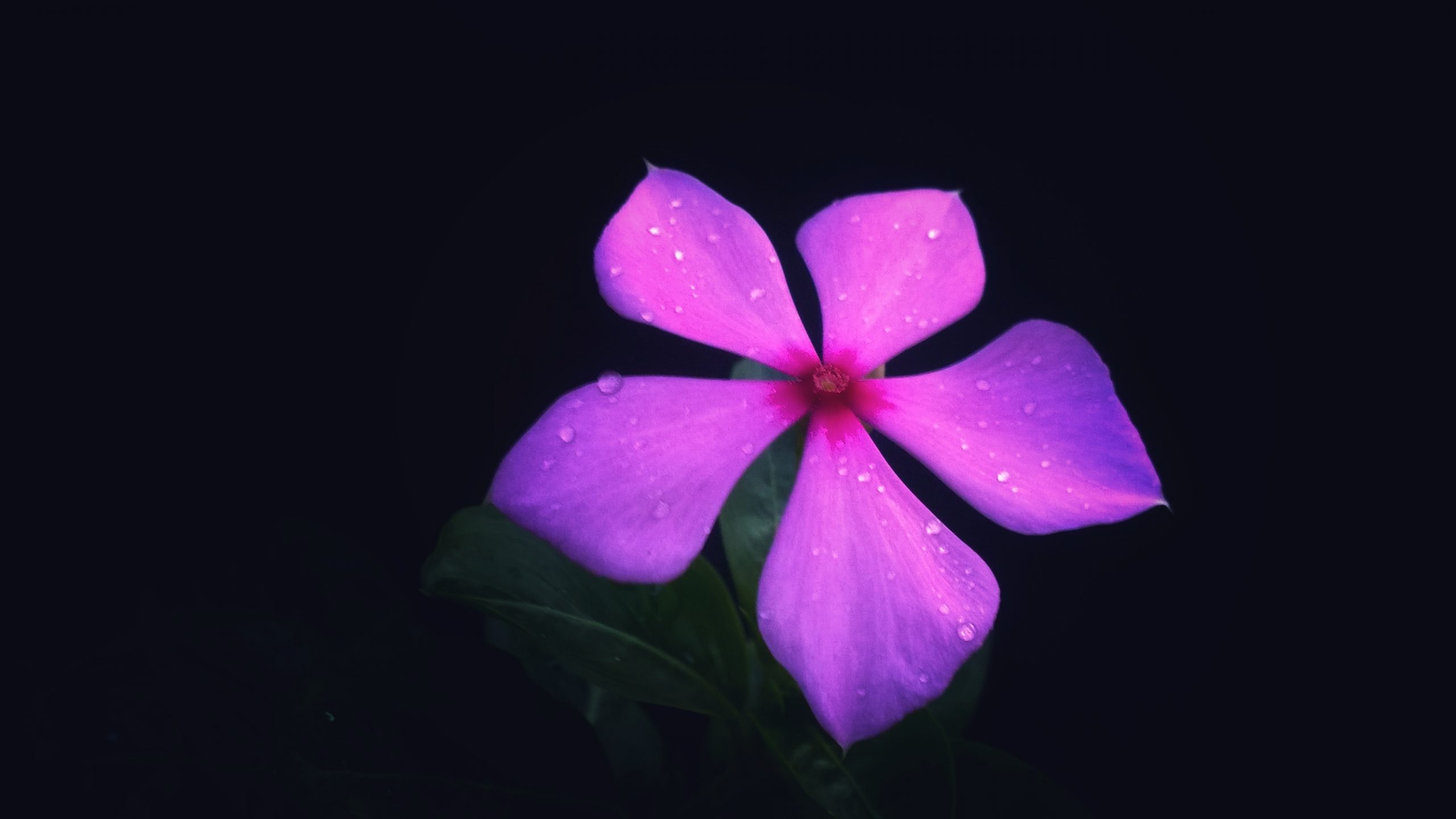 A pink flower in dark backgroud