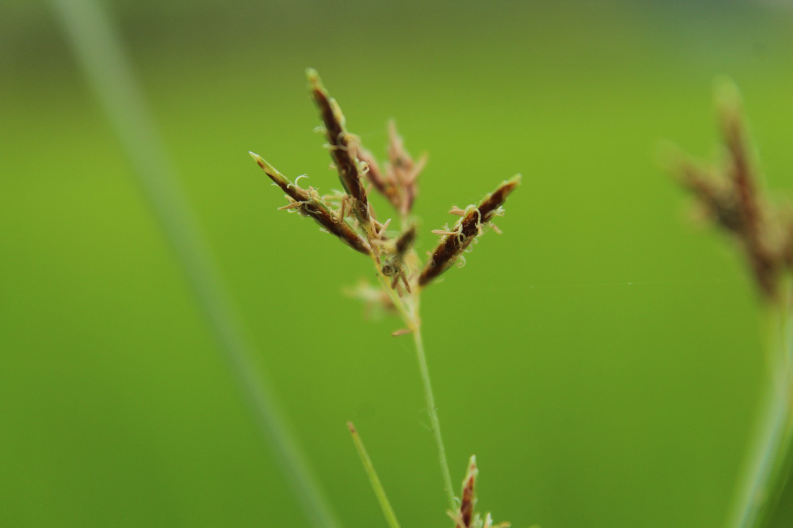A plant in a grassland