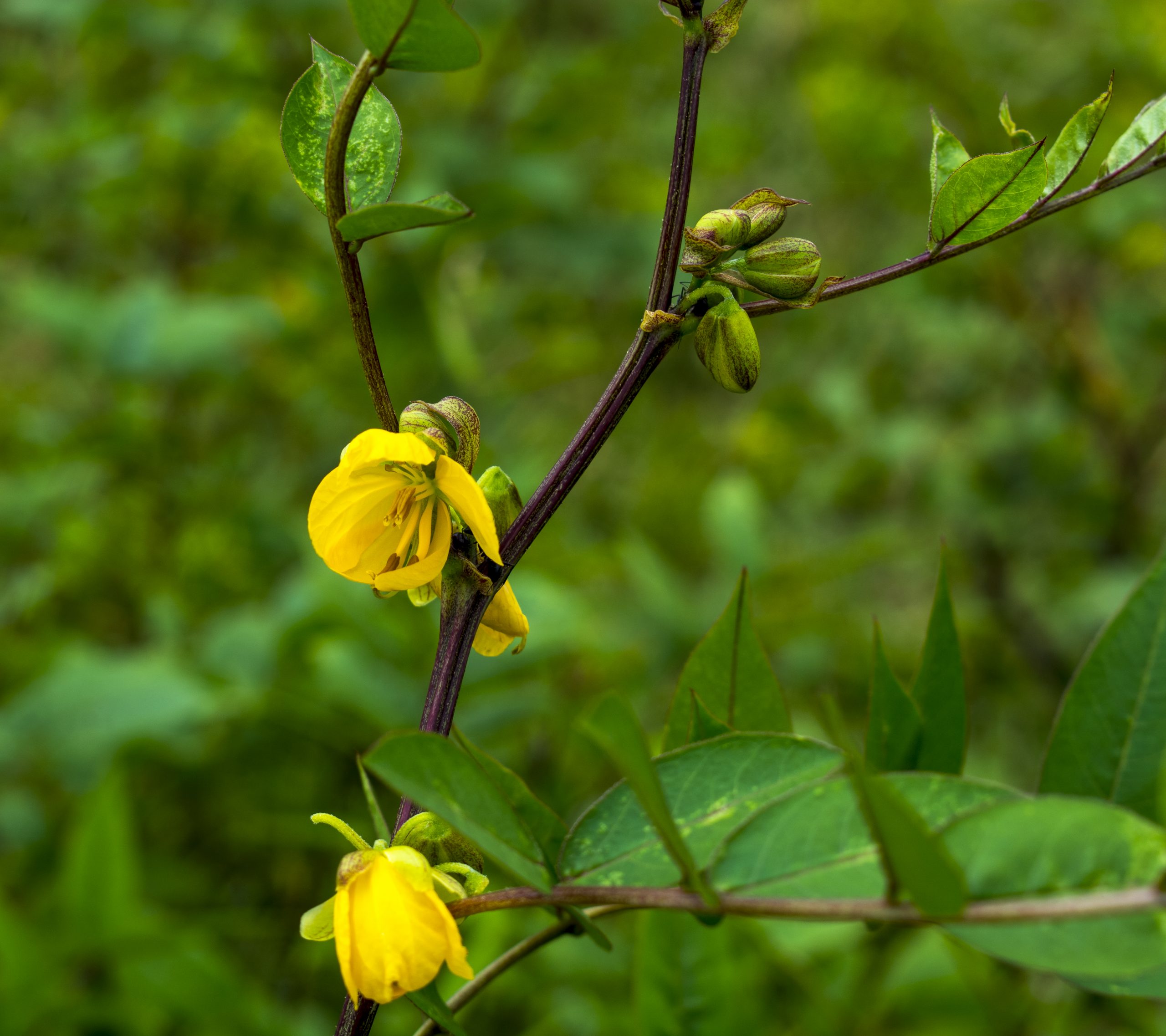 A plant of Cassia Flowers