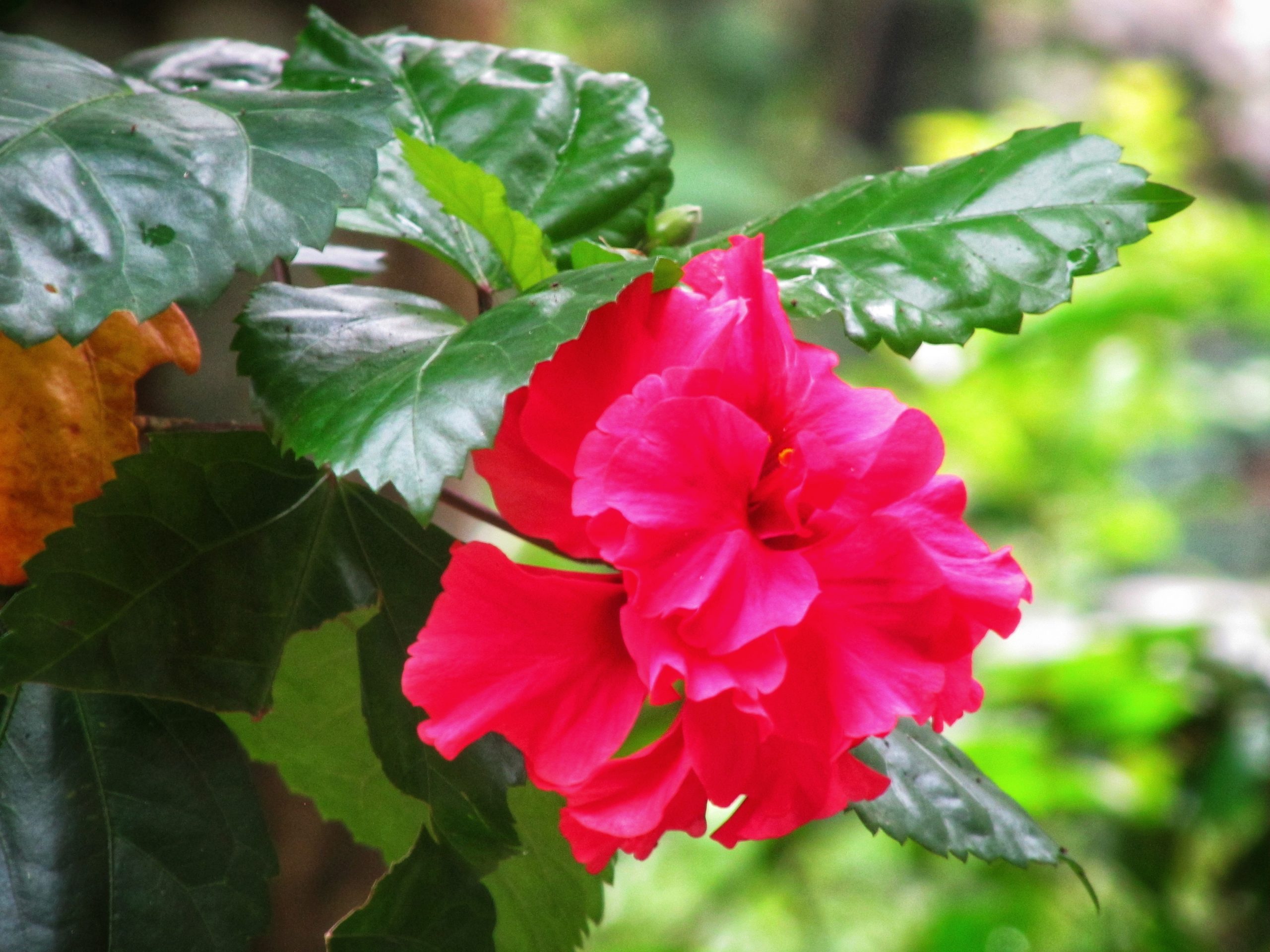 Red Hibiscus