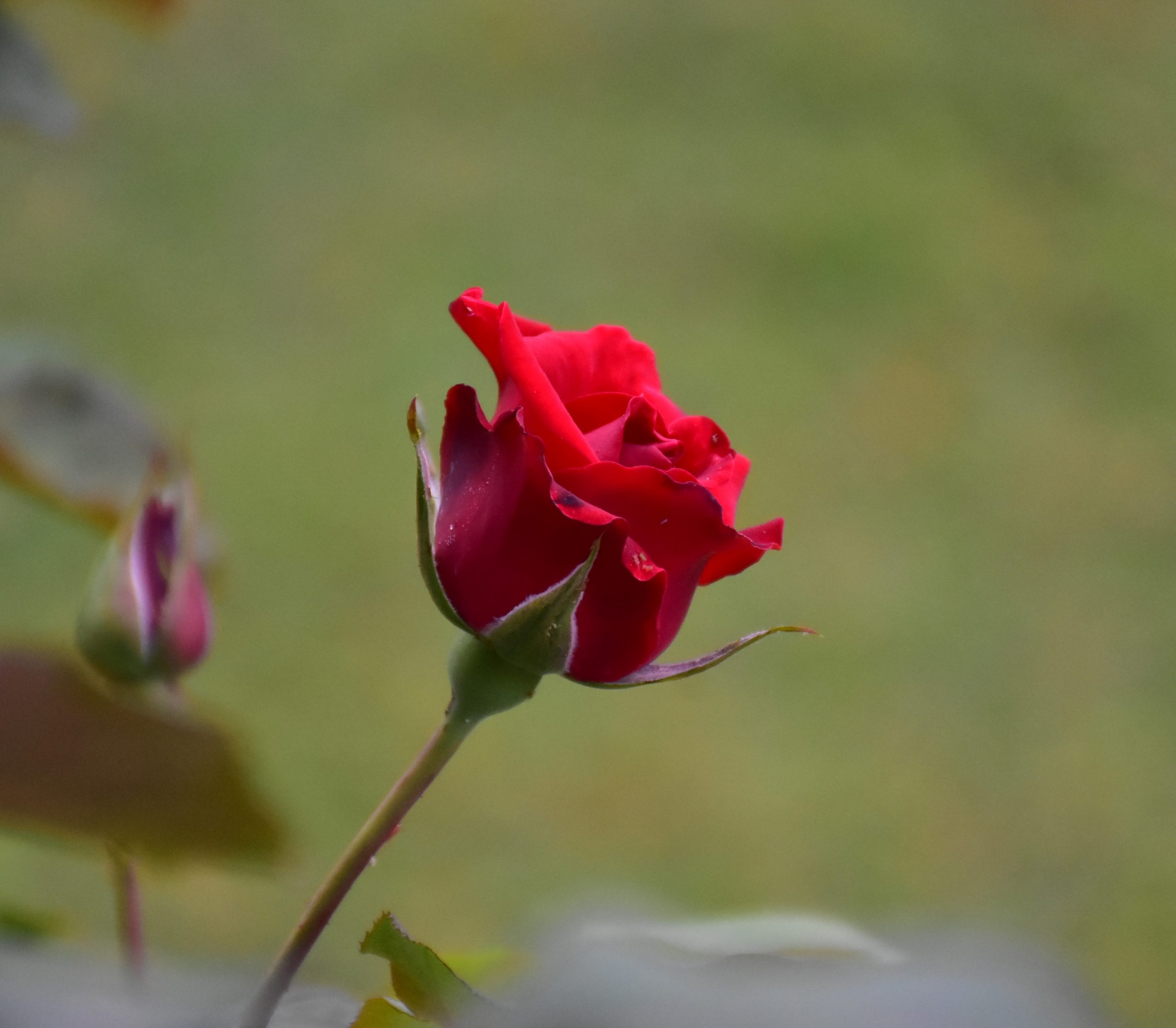 A red rose plant