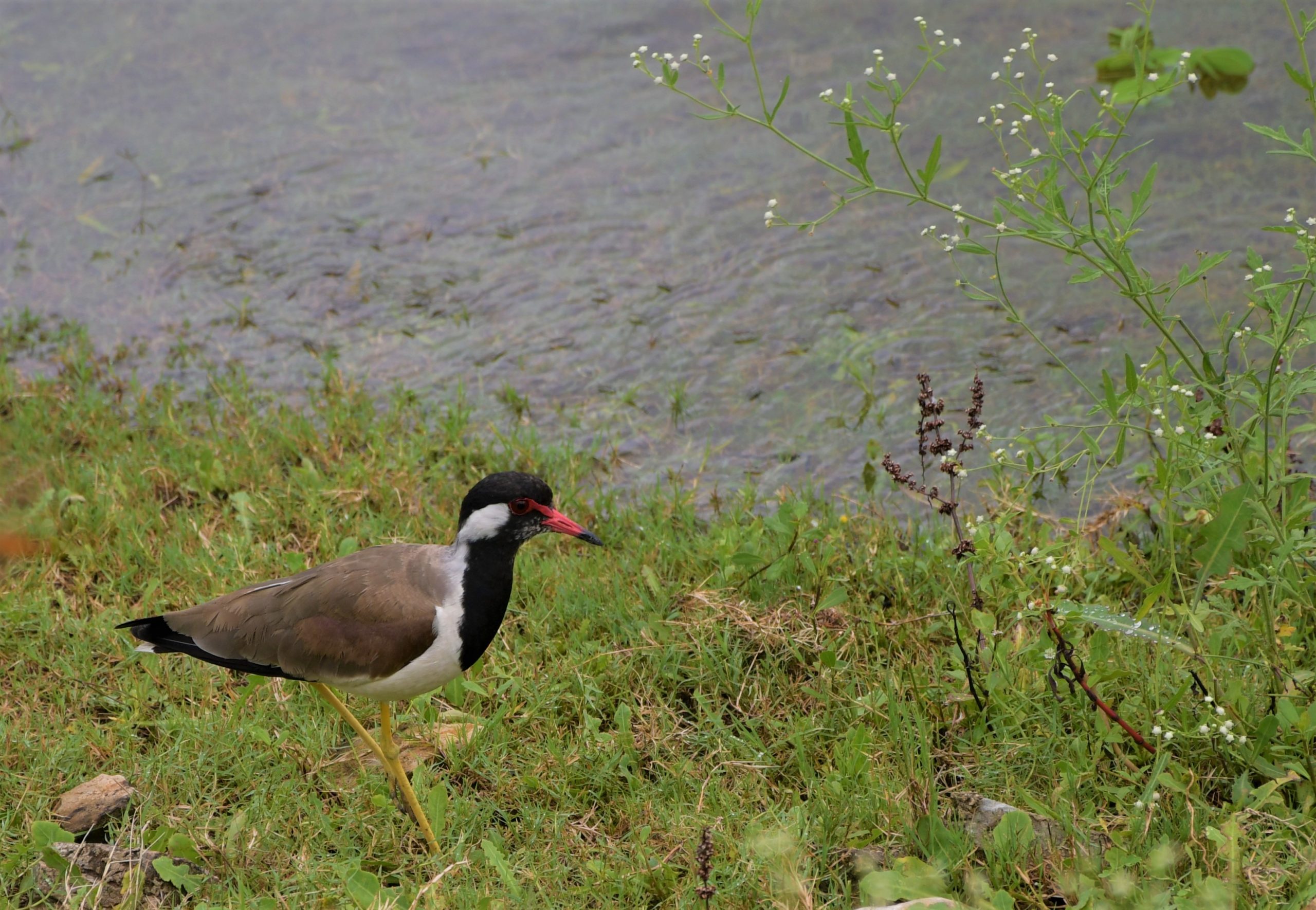 A red-wattled Lapwing