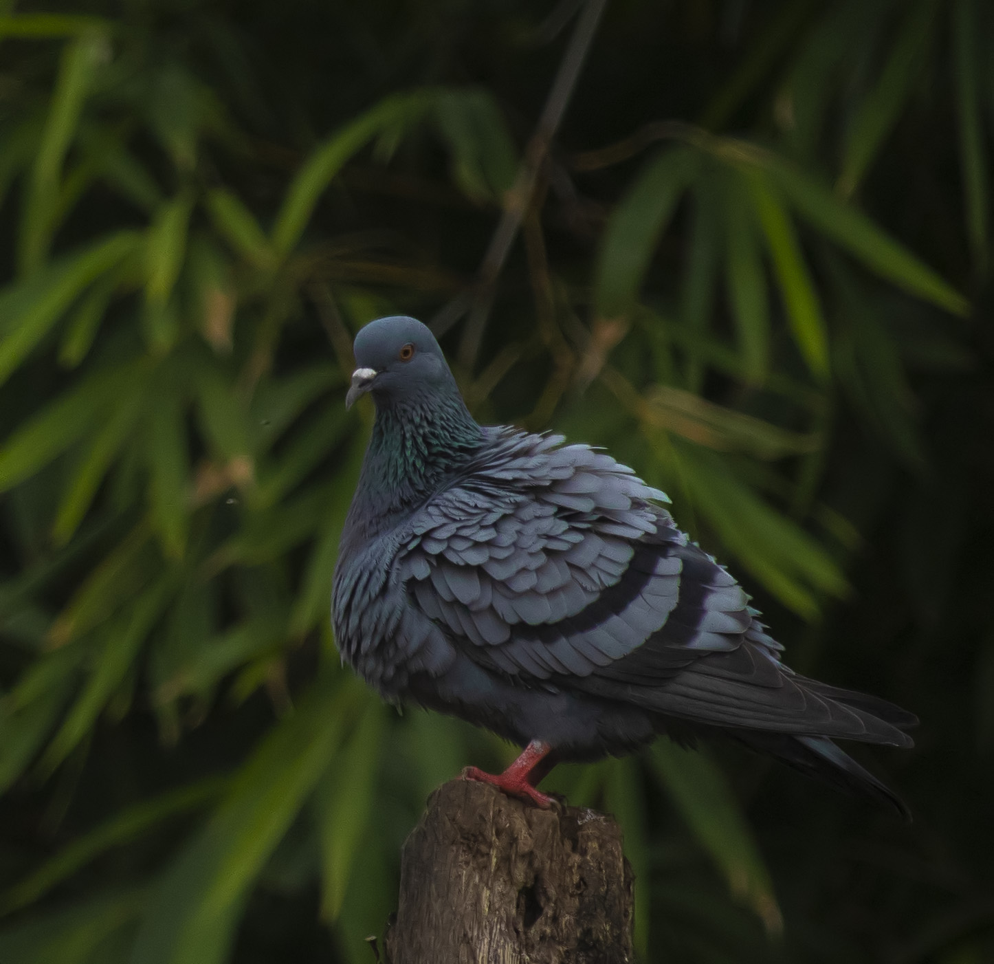 A resting pigeon