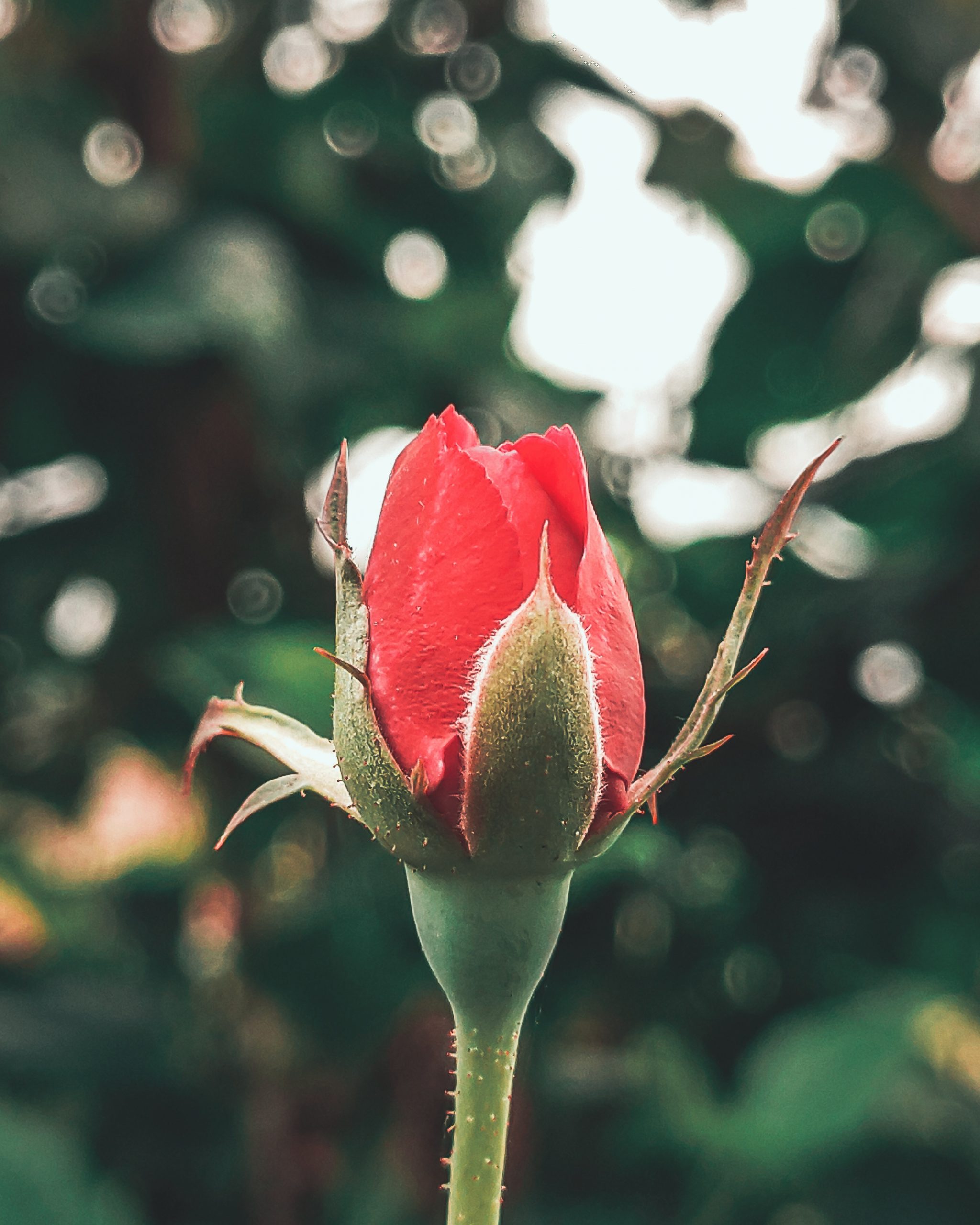 A rose bud