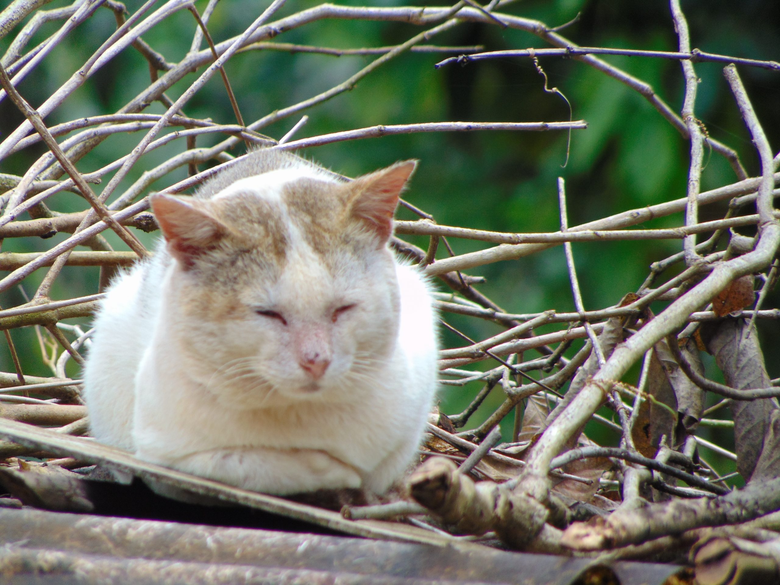 A sleeping cat on dry twigs