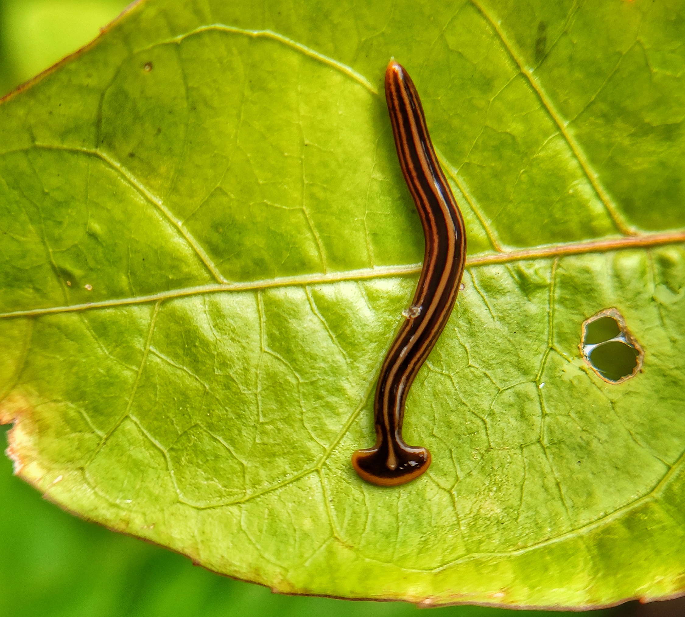 A worm on a leaf.