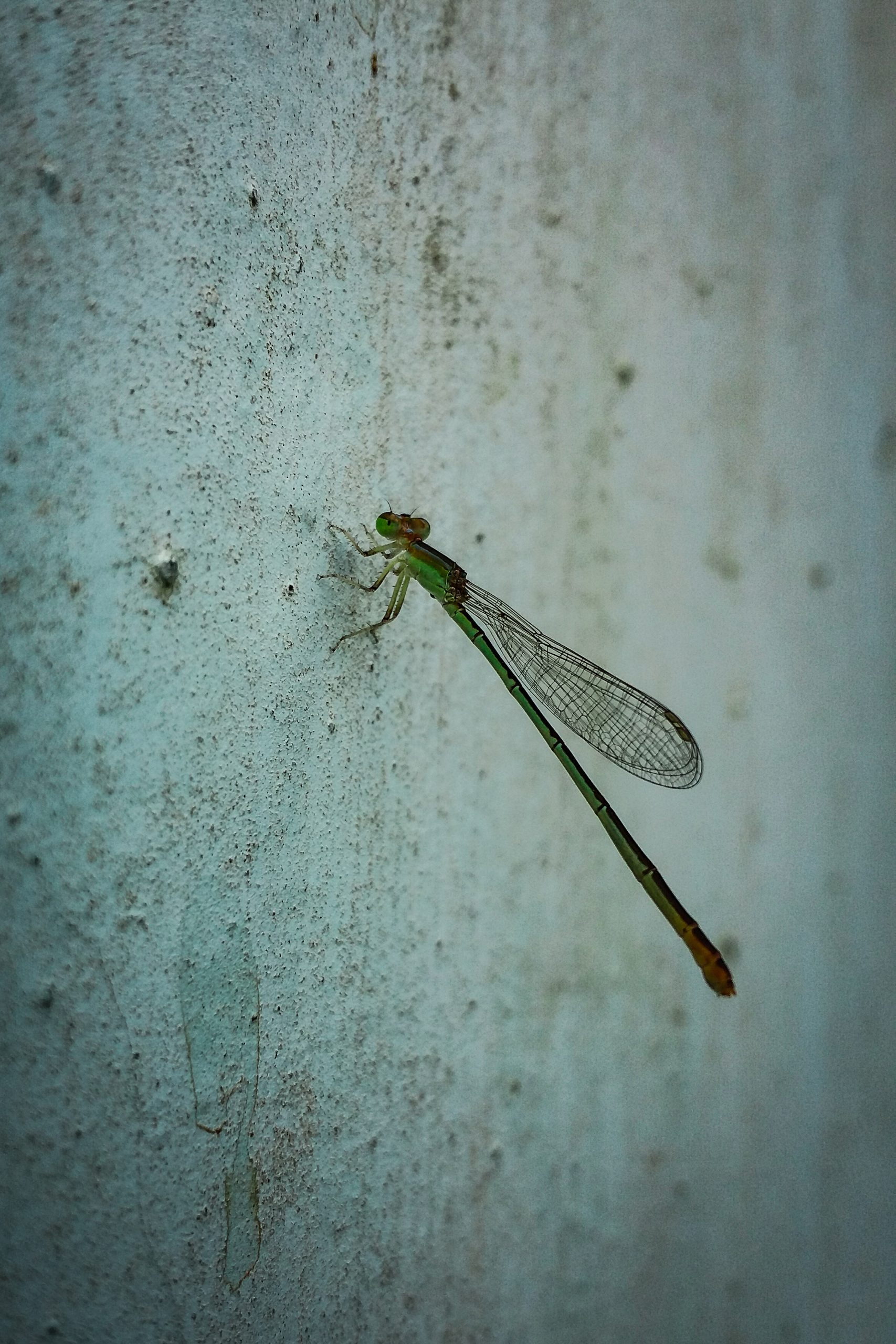 Damselfly in the Wall on Focus