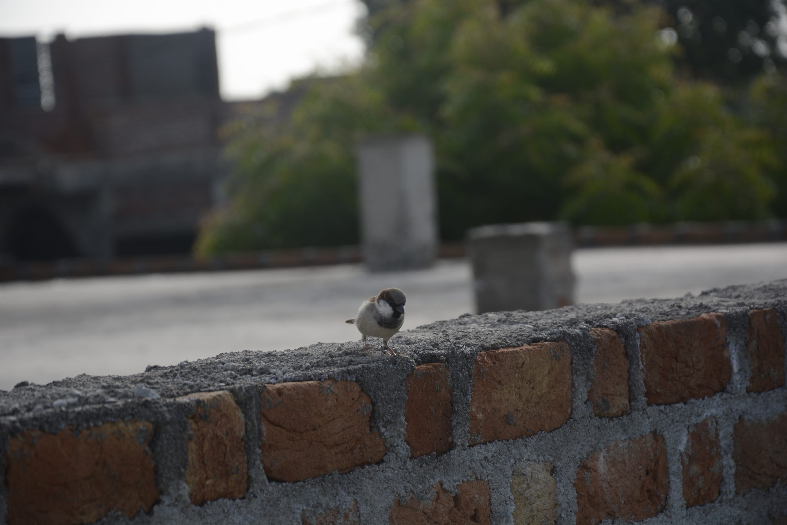 A sparrow on a wall