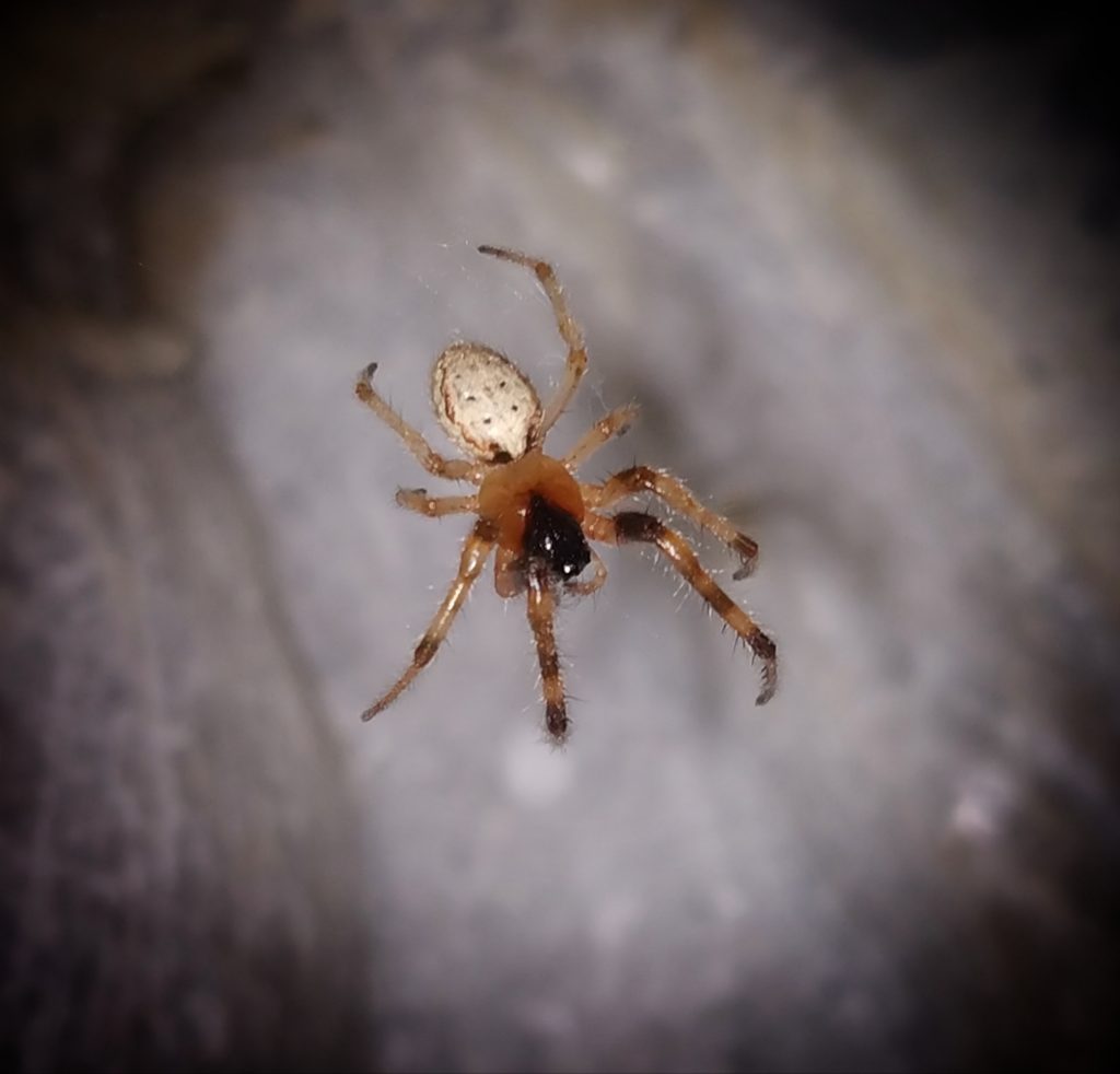 A spider on a flat surface - PixaHive