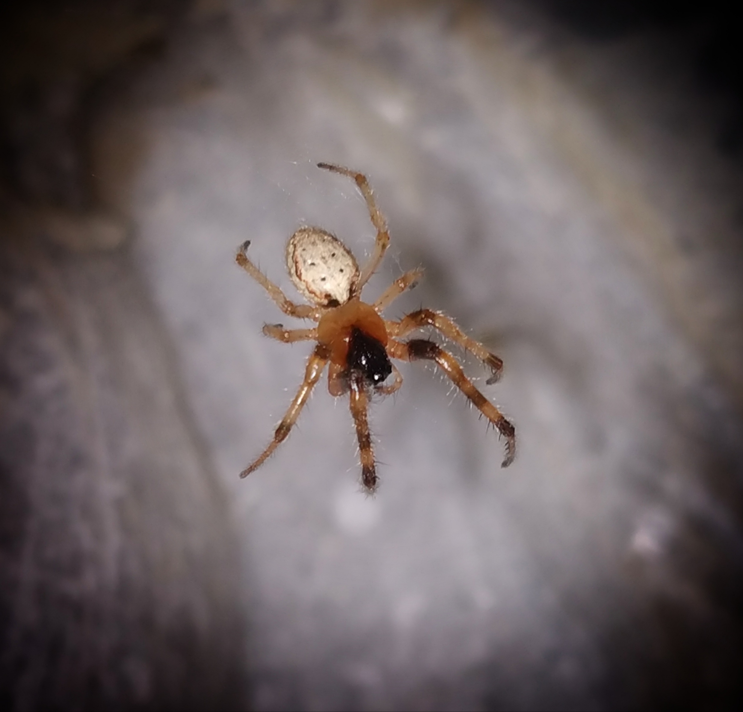 A spider on a flat surface