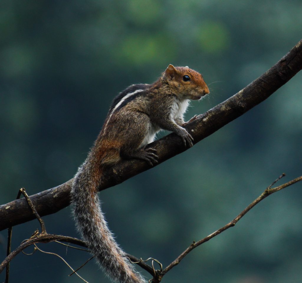 A squirrel on a plant - PixaHive