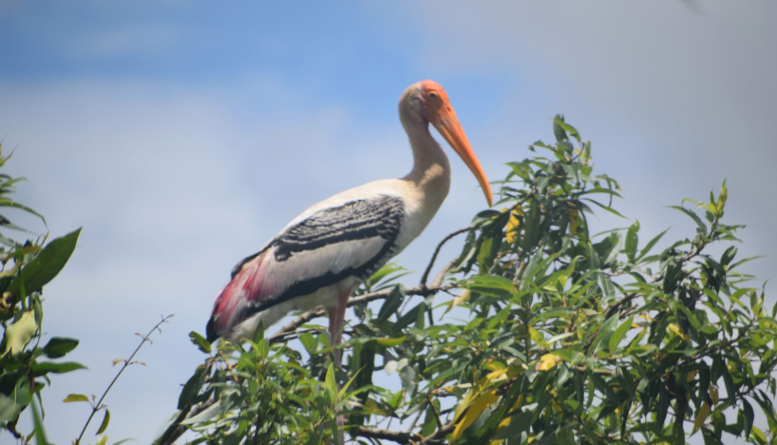 A stork on a branch