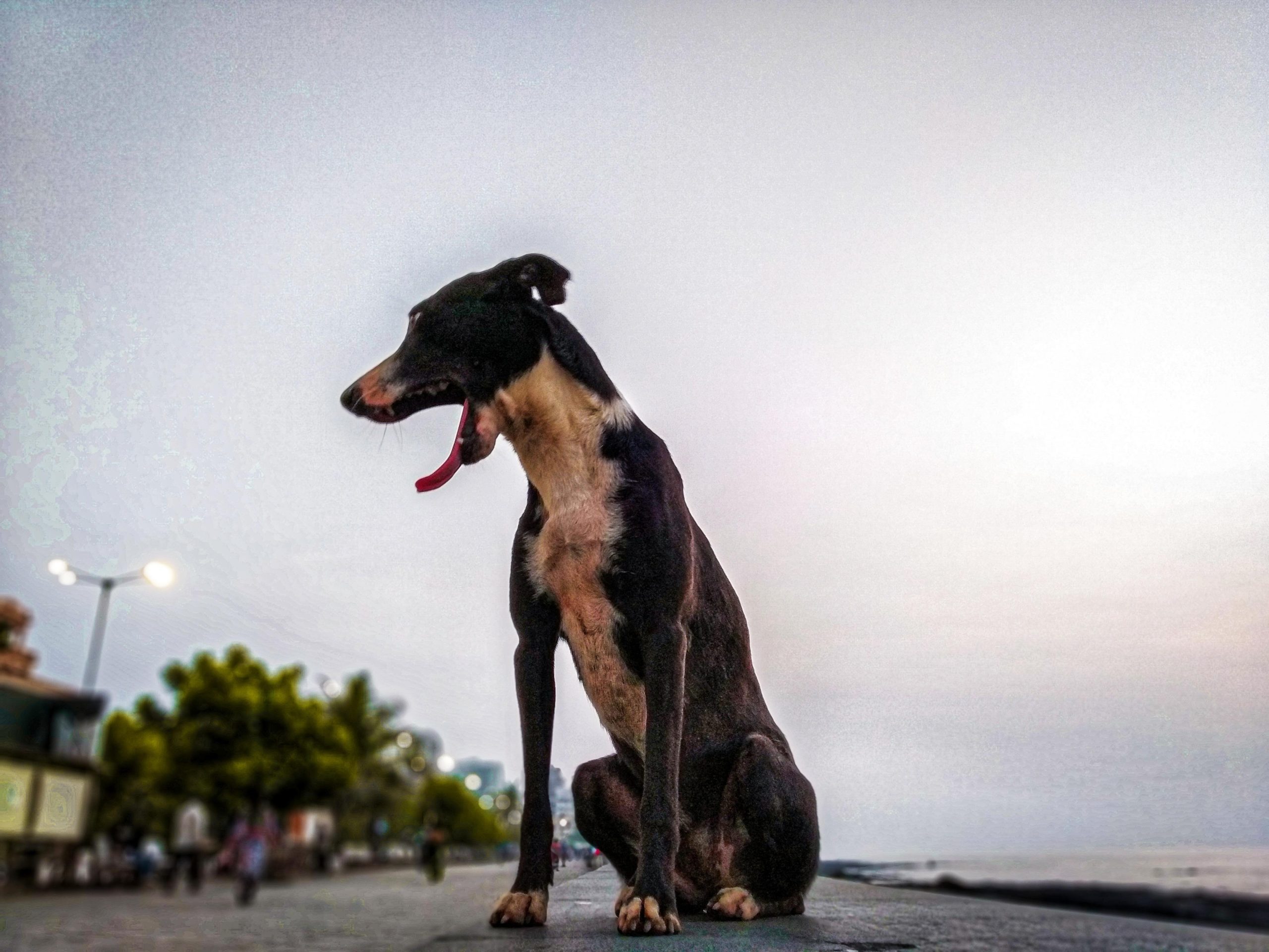 A street dog