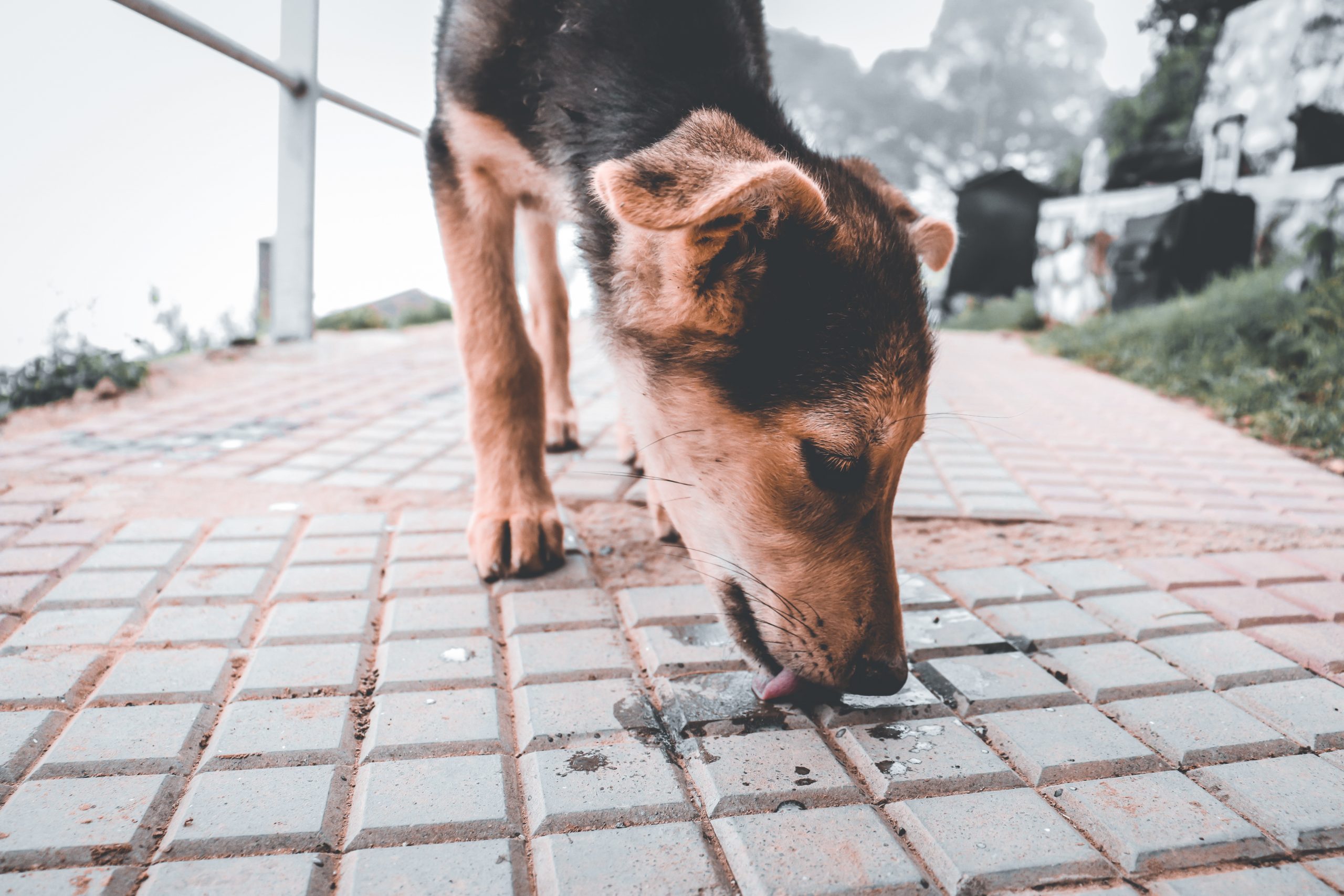A street dog licking food waste