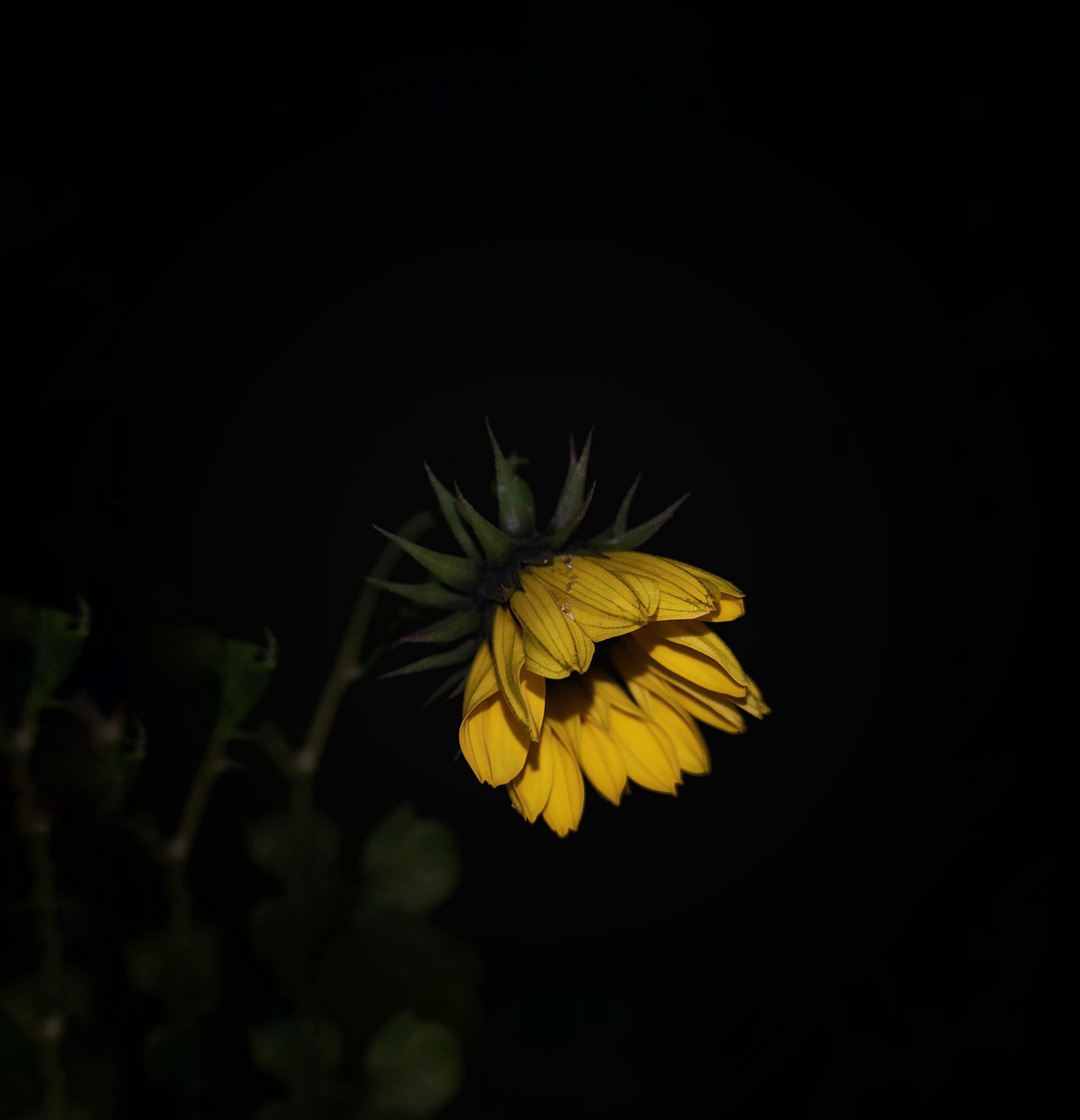 A sunflower during night
