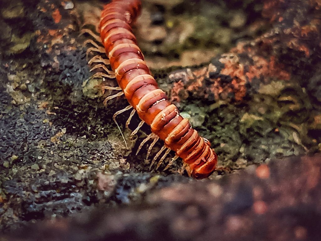 A toxic worm PixaHive