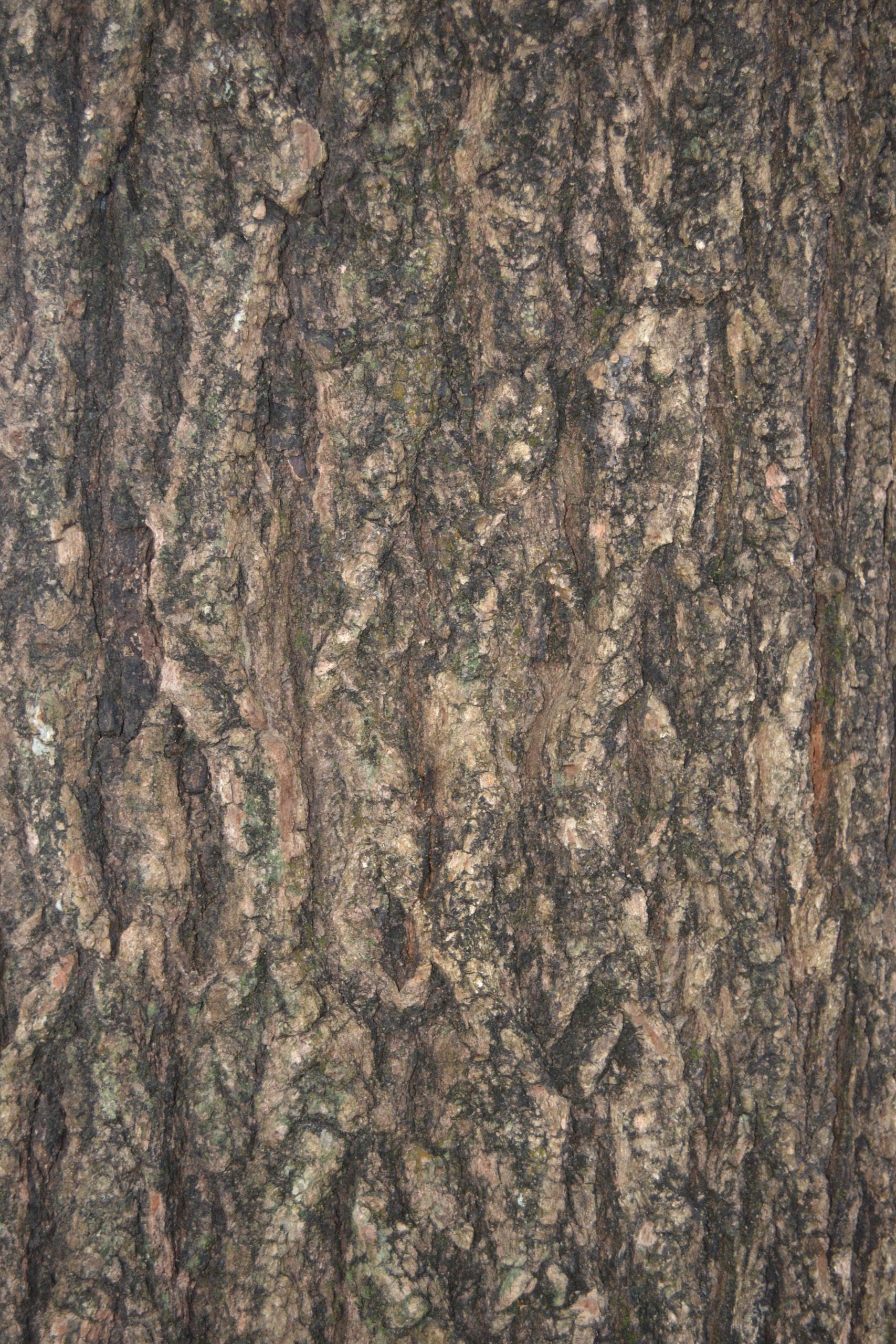 A tree bark