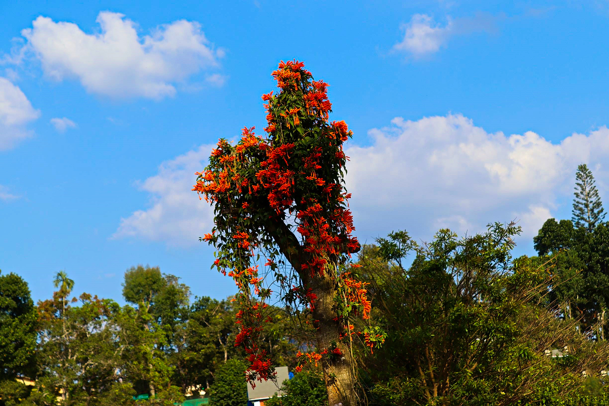 A tree covered with flowers