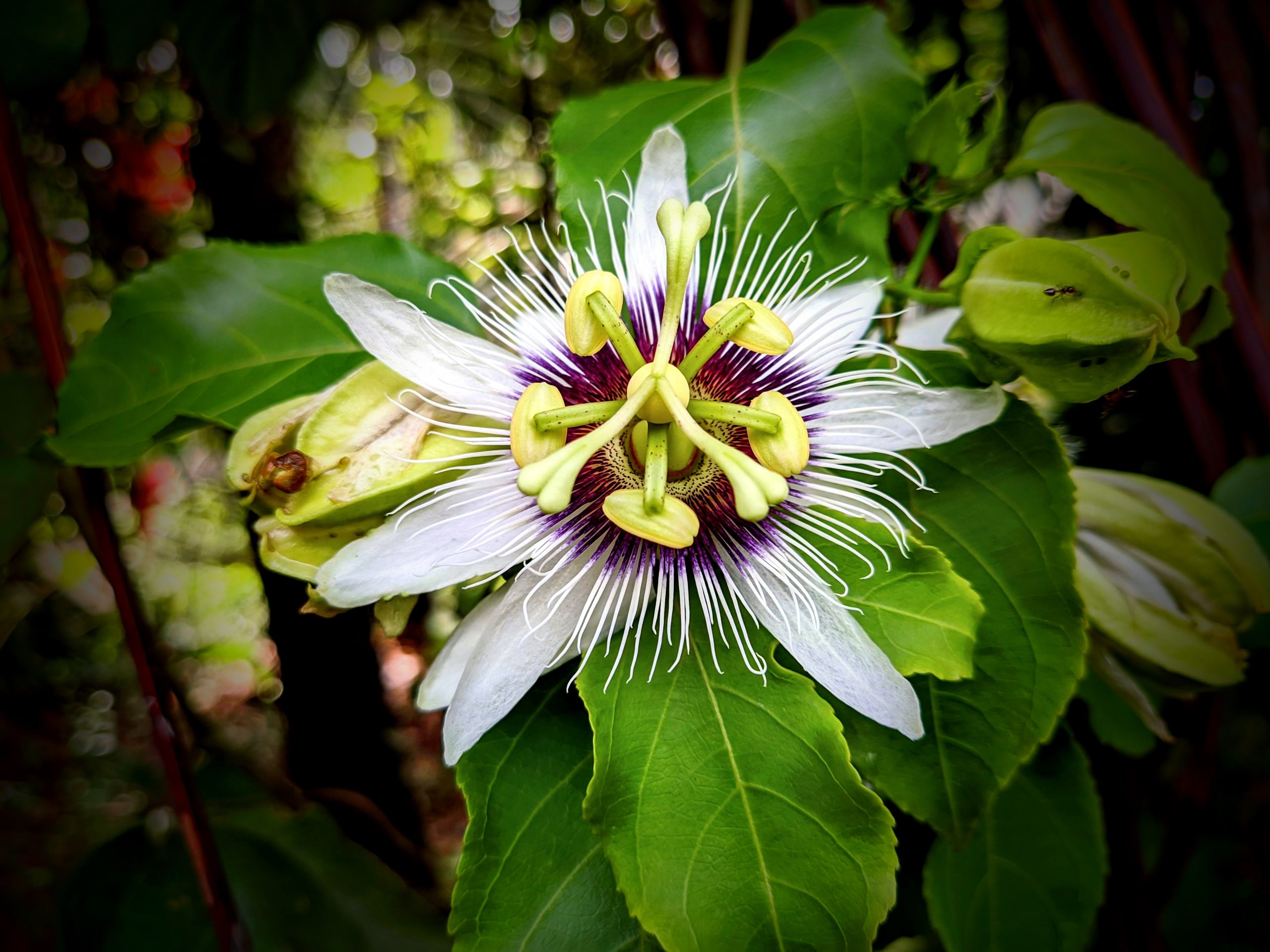 A unique flower
