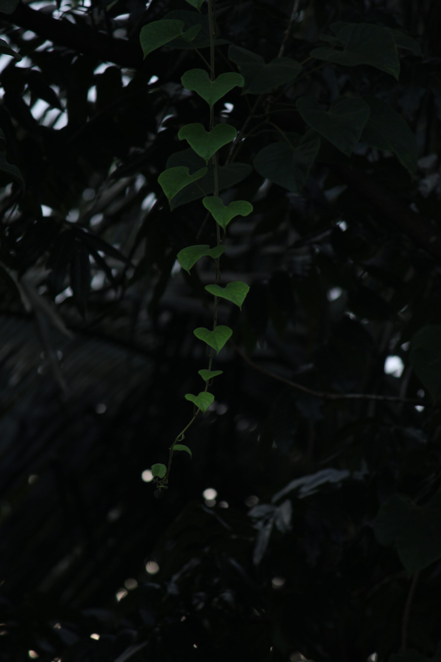 A vine on a tree