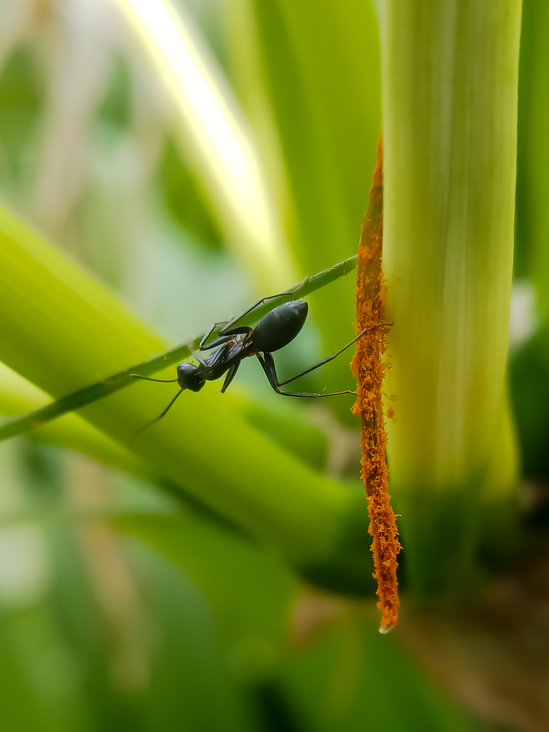 A walking insect