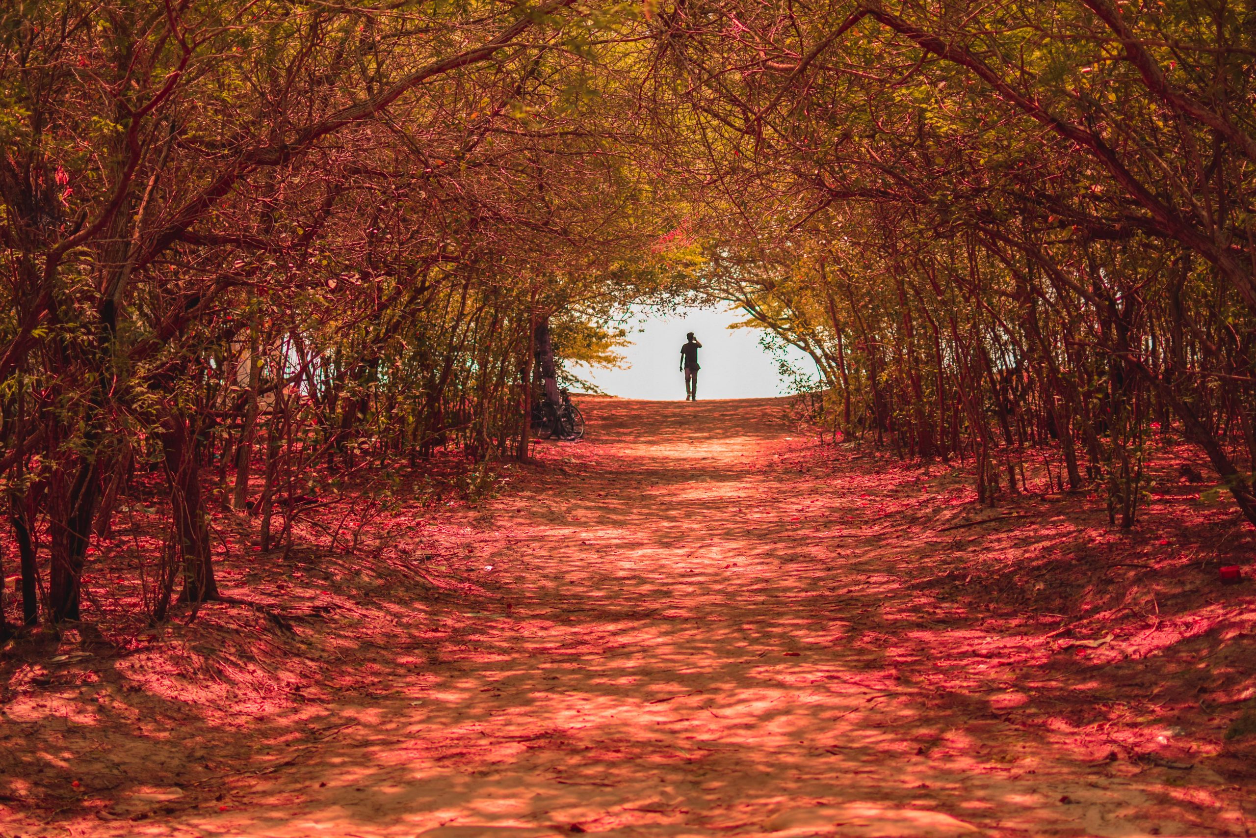 A walkway through trees