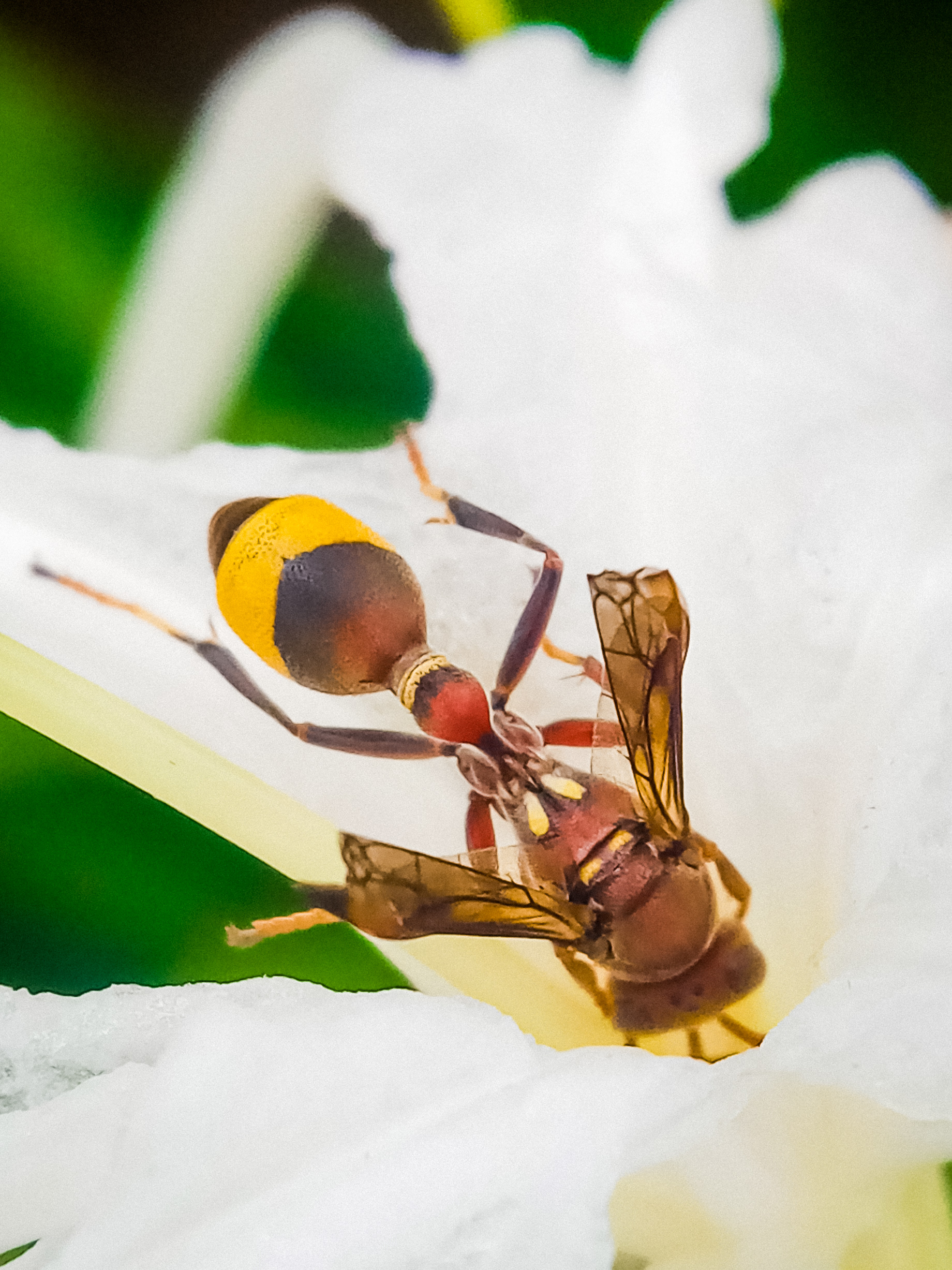A wasp on a plant
