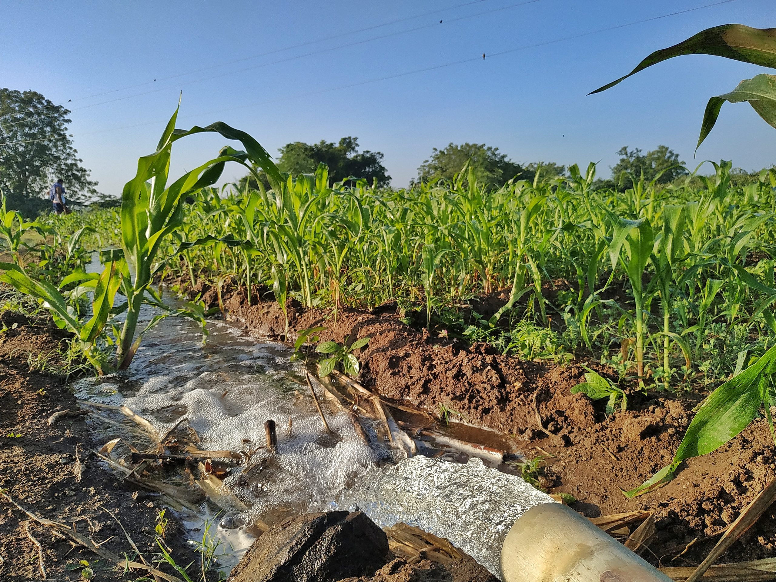 A water canal in corn fields