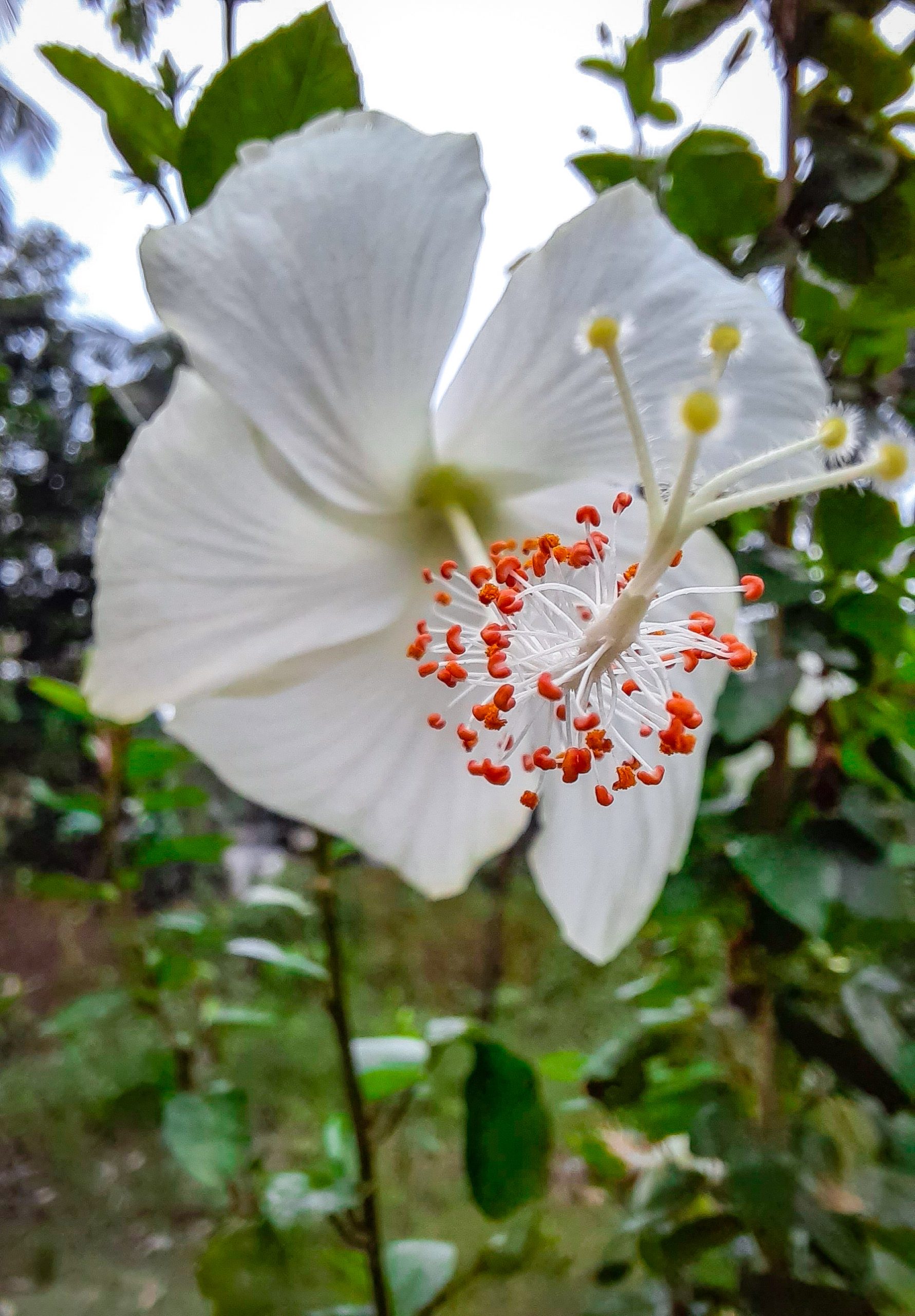 A white hibiscus flower