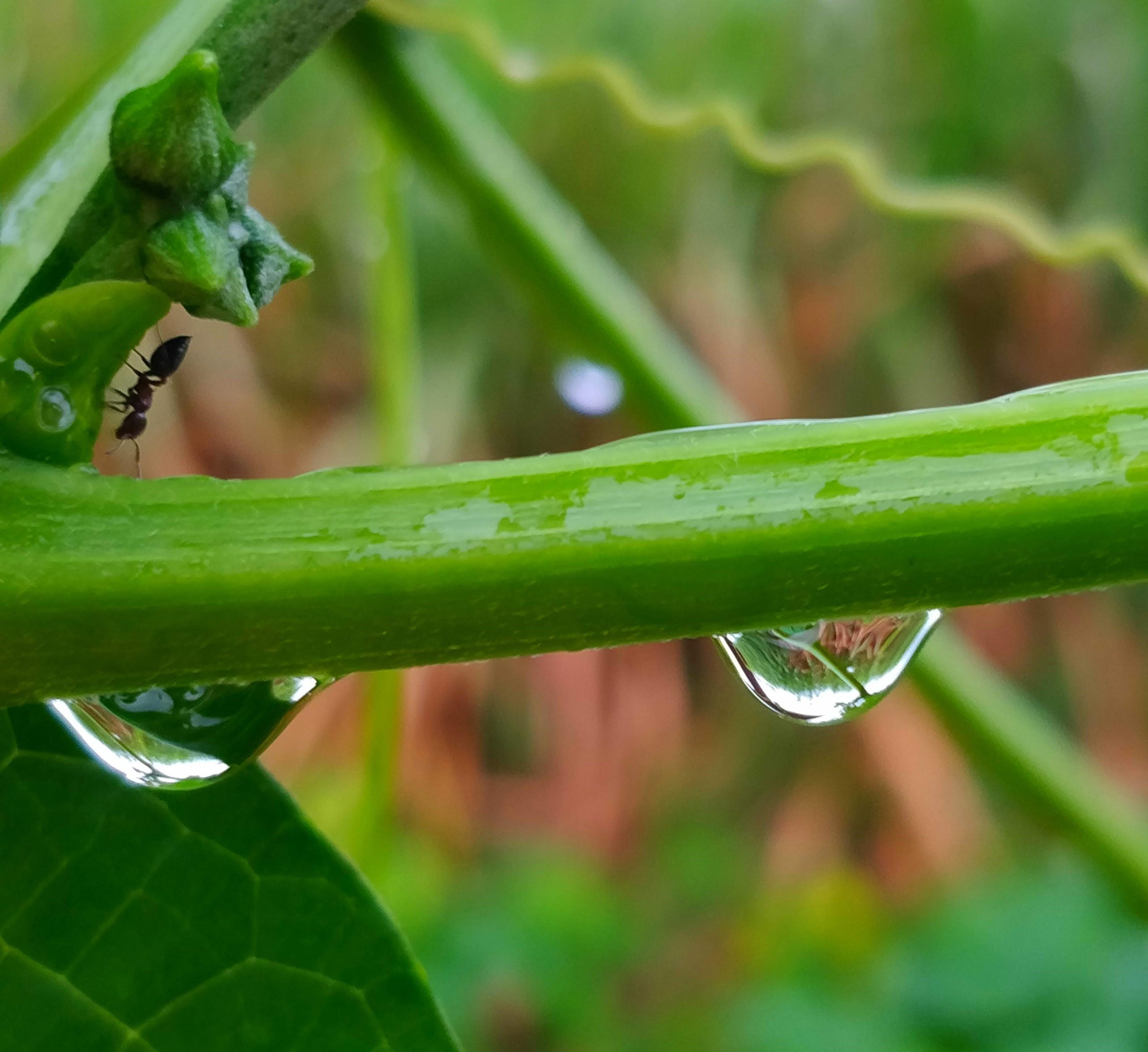 ant and drops on a stem