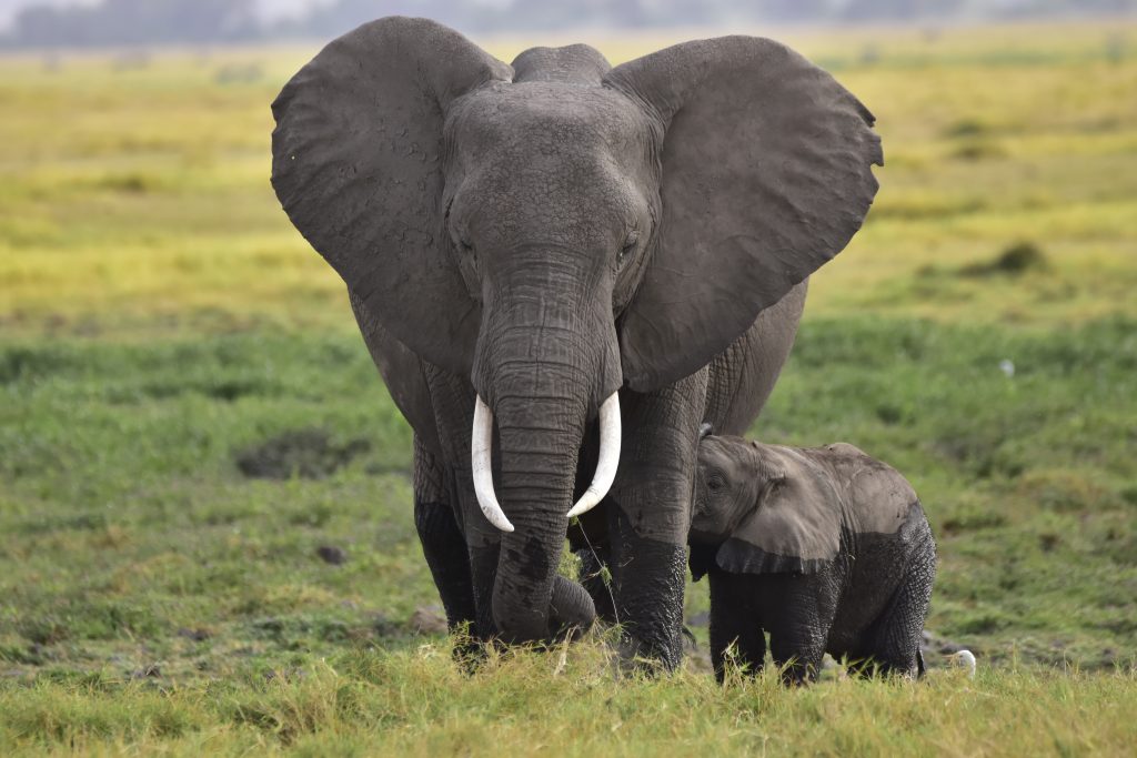 African Elephant and its calf - PixaHive