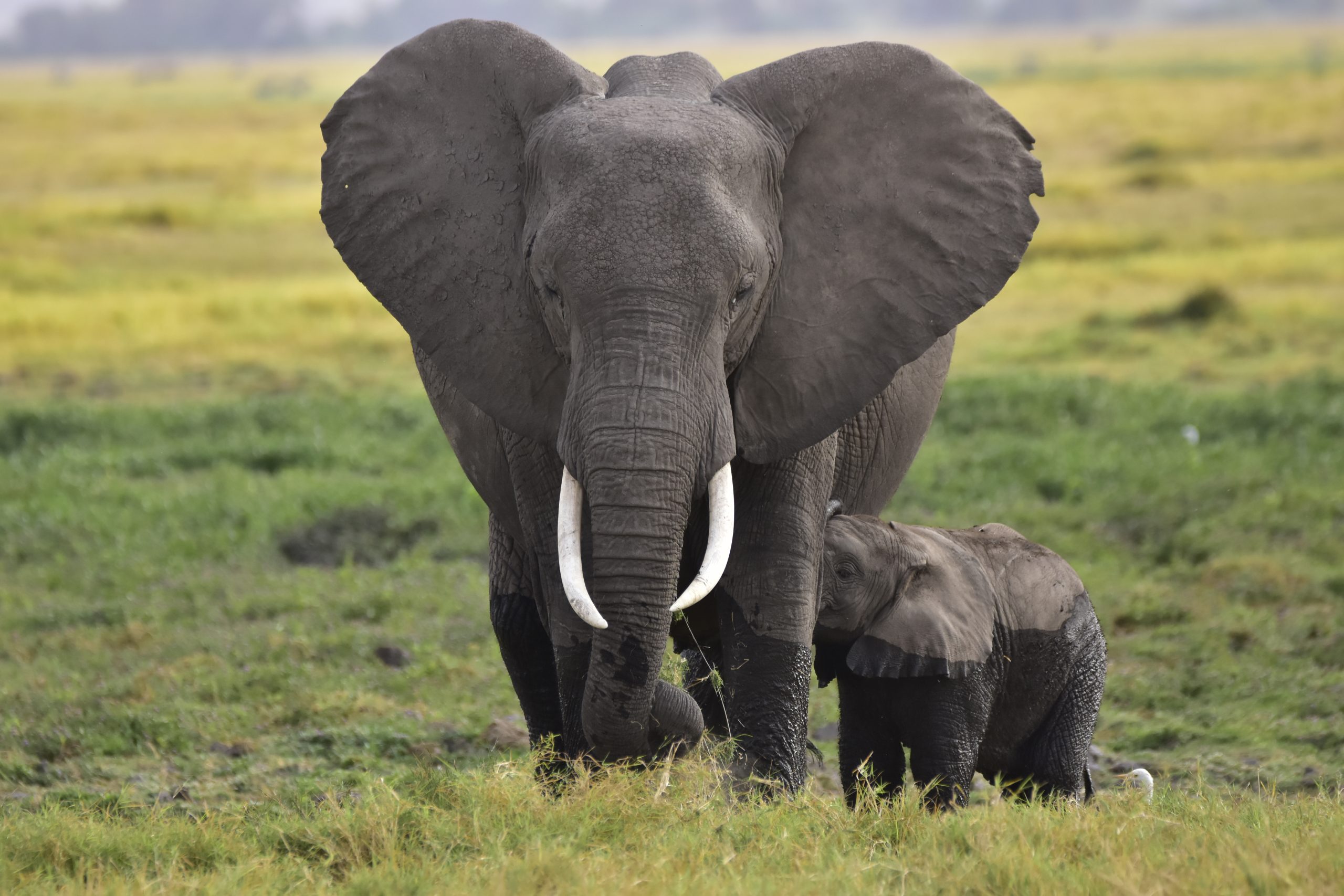 african-elephant-and-its-calf-pixahive