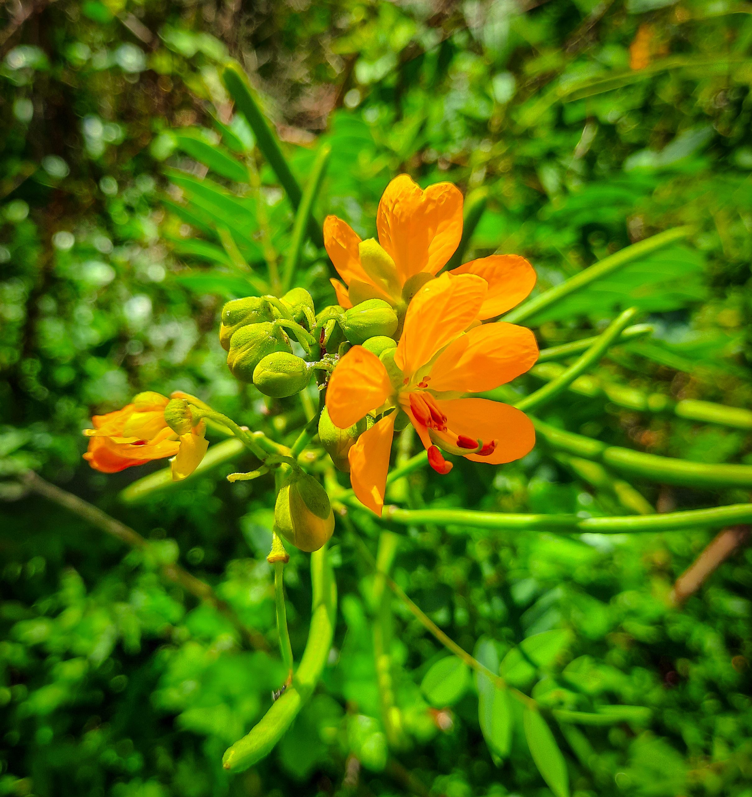 An Orange Flower on Focus