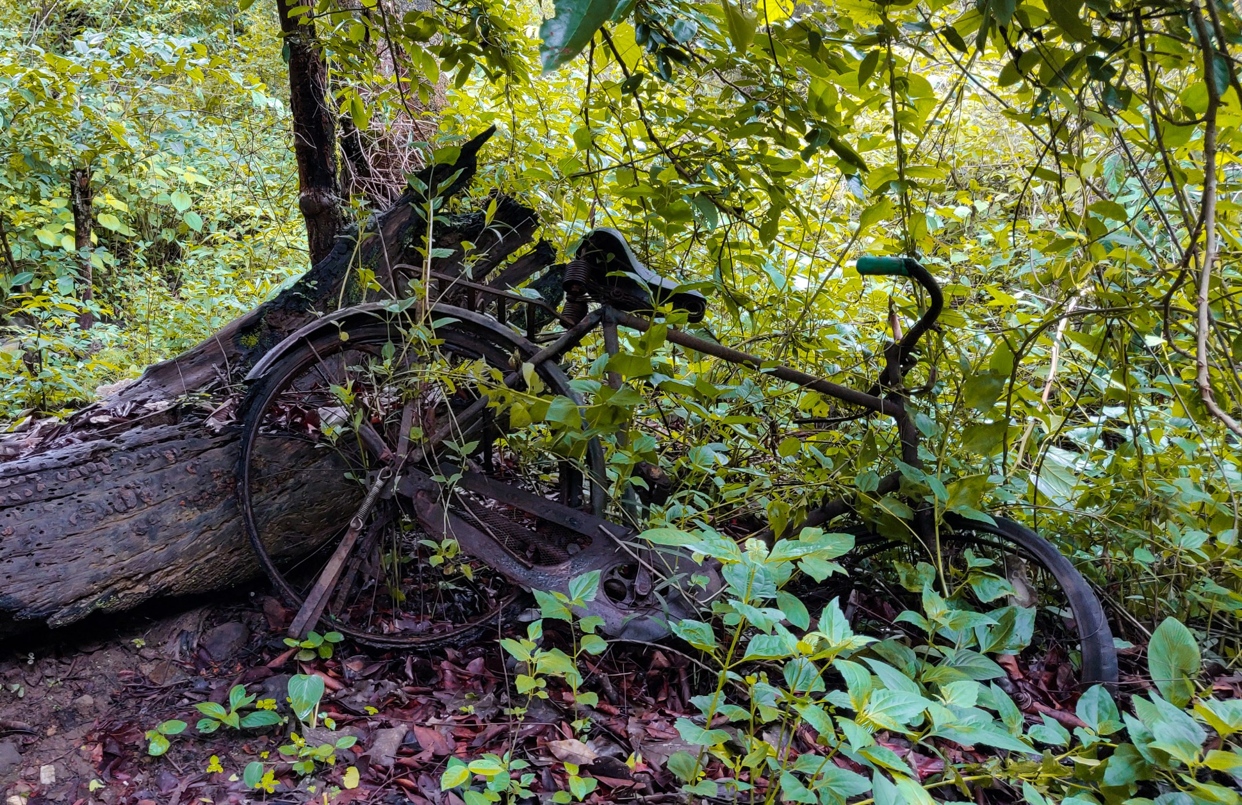 An abandoned cycle in woods