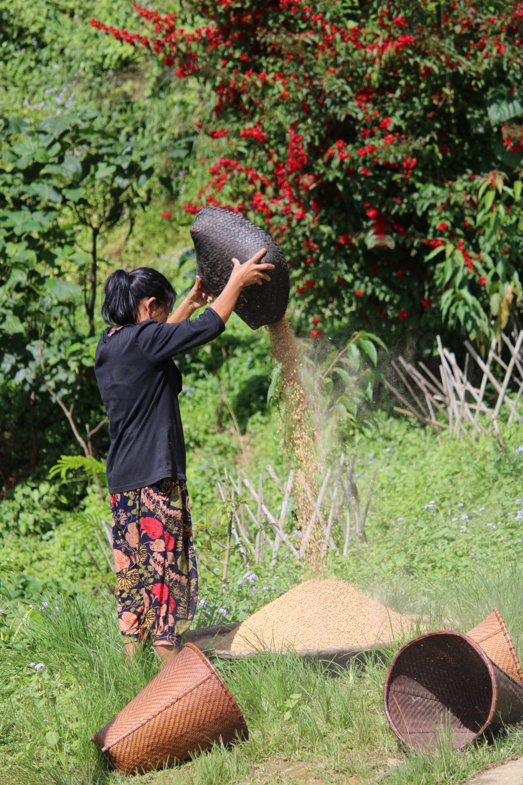 A woman cleaning cereal grains