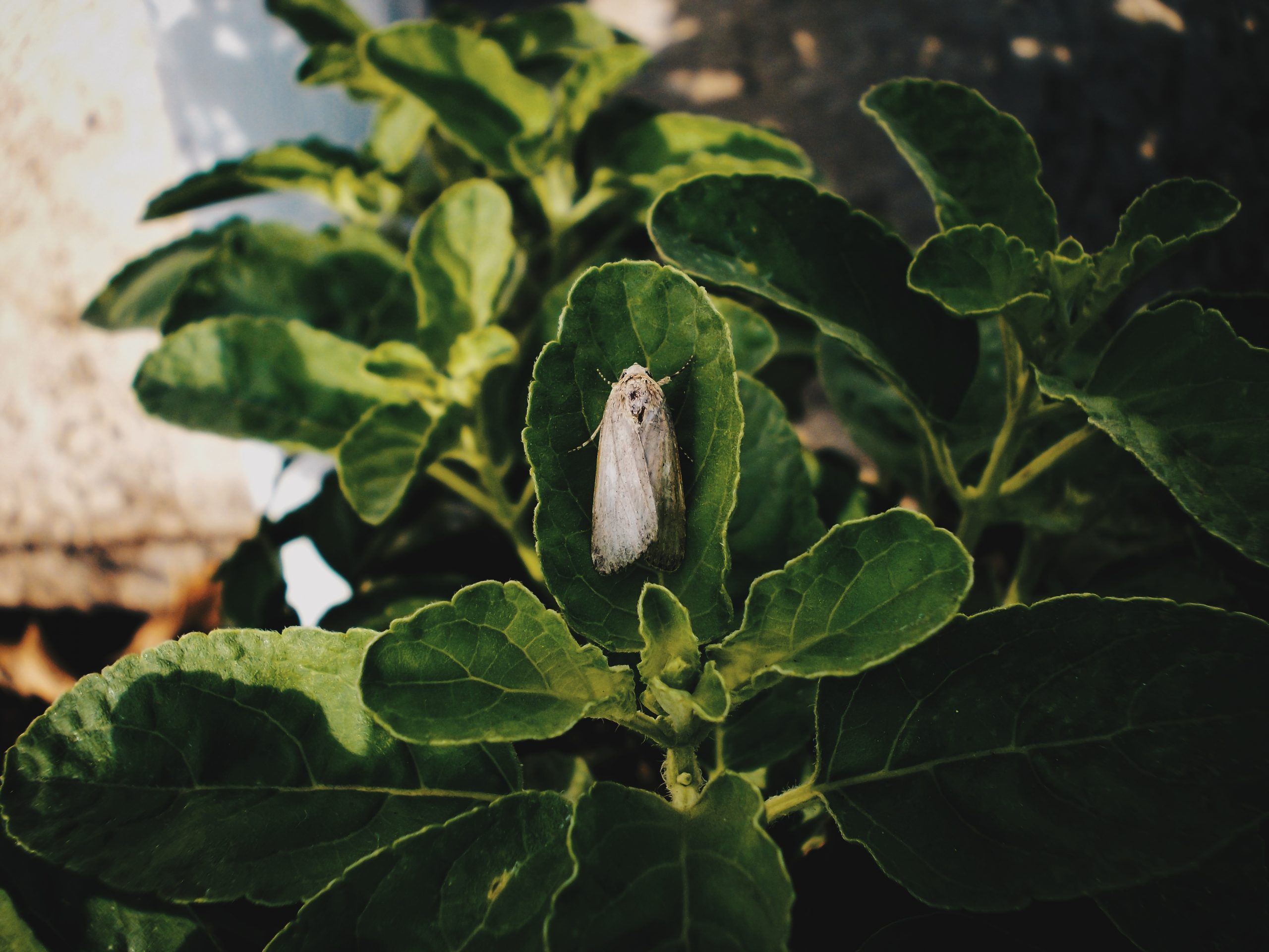 An insect on a leaf