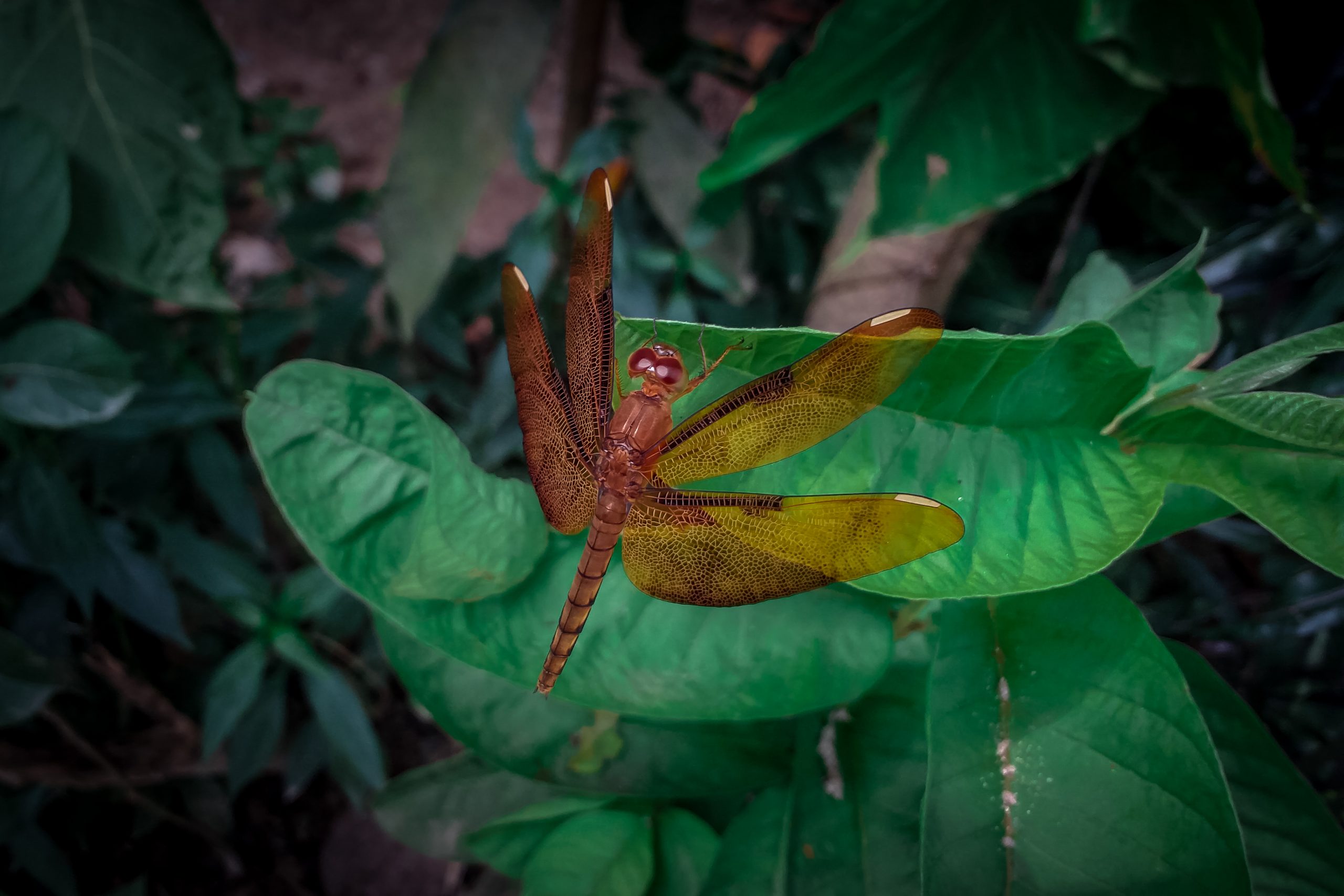 An insect on a leaf