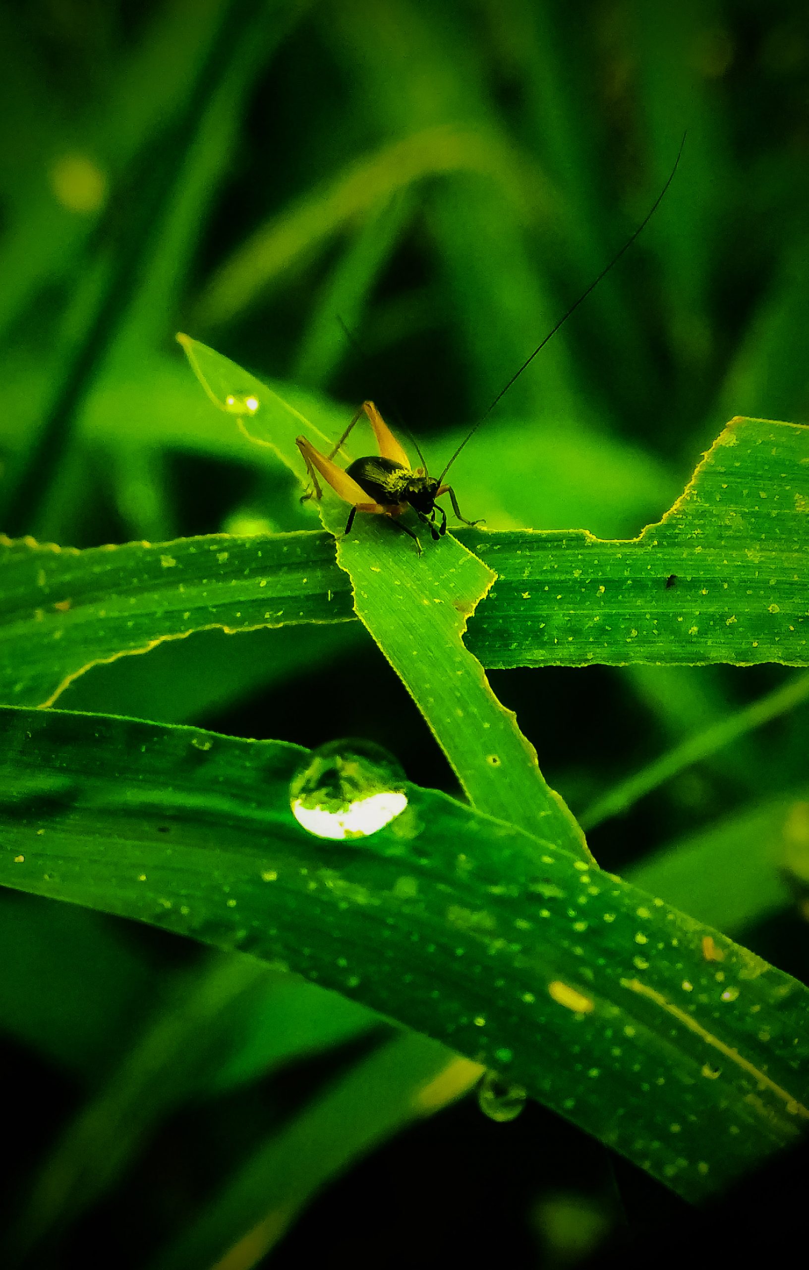 An insect on a leaf