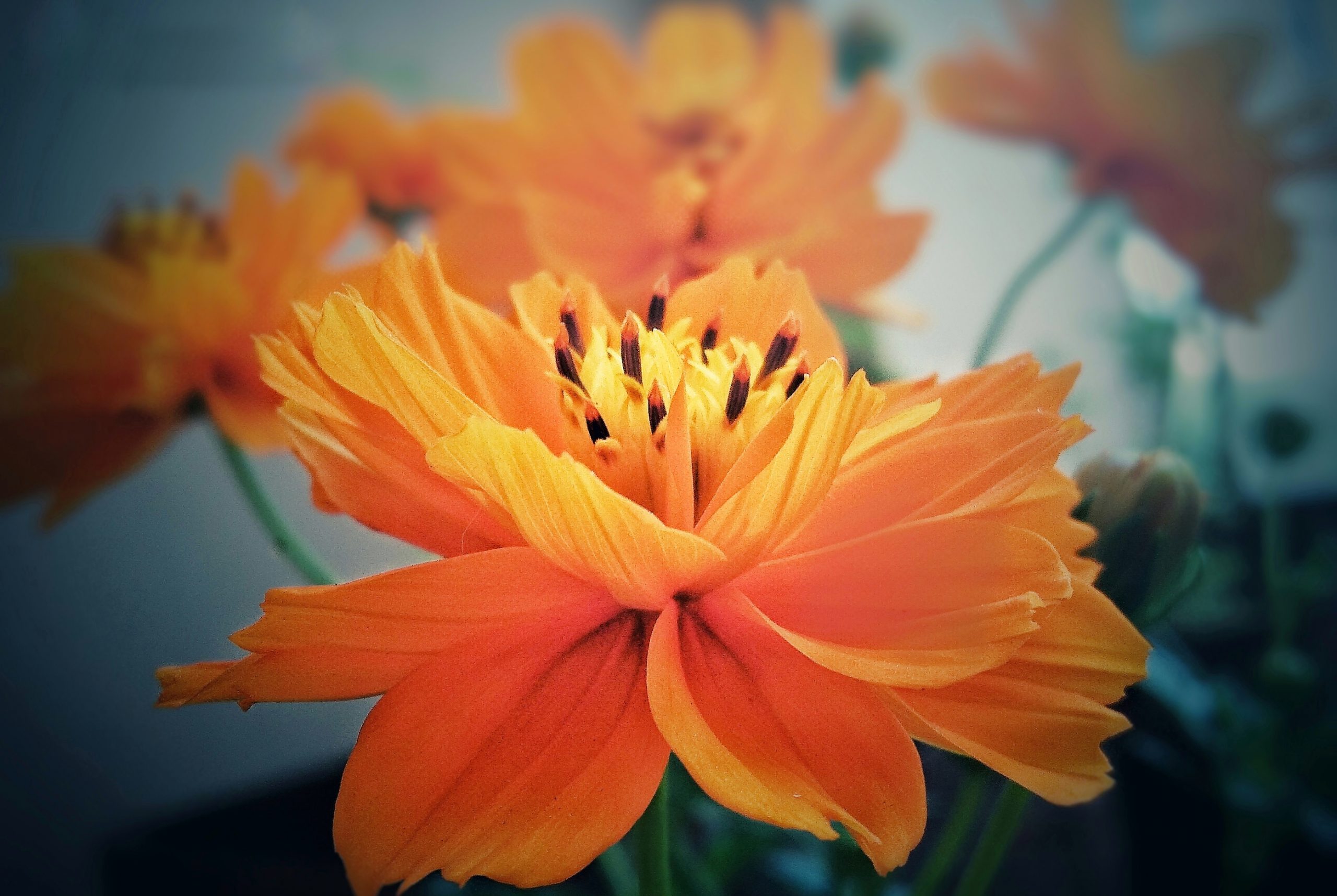 An orange flower