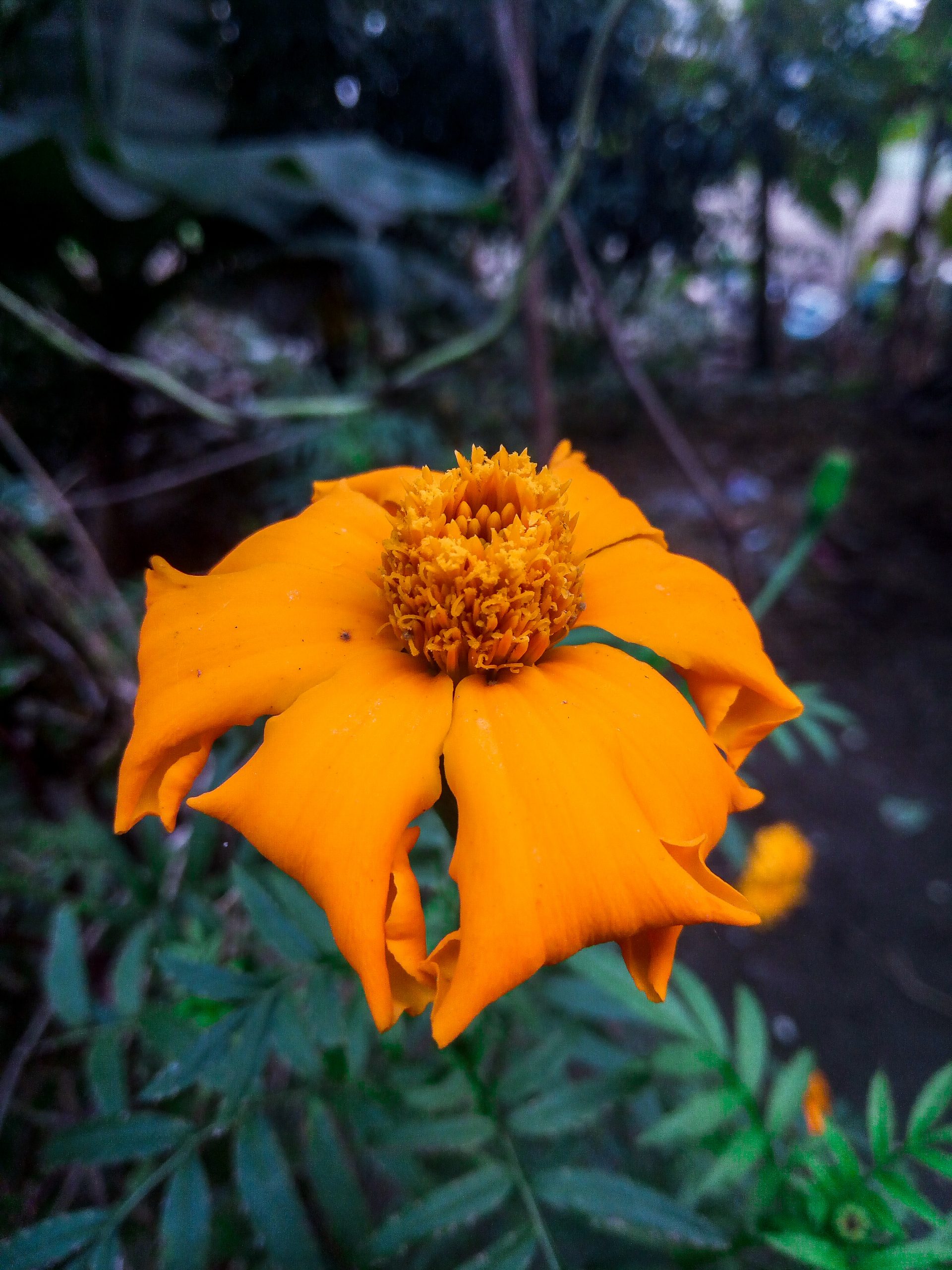 An orange marigold flower