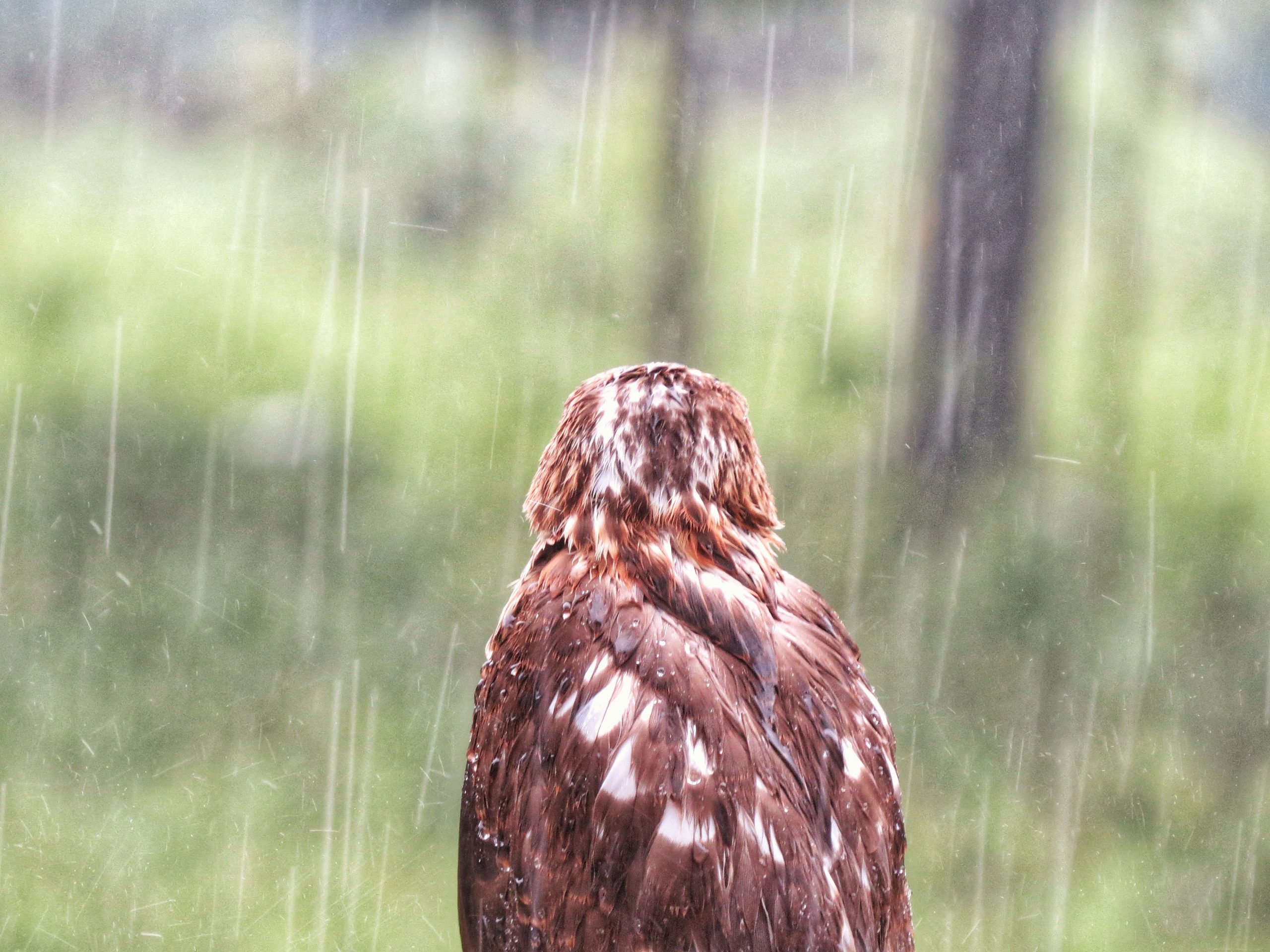An owl in rain
