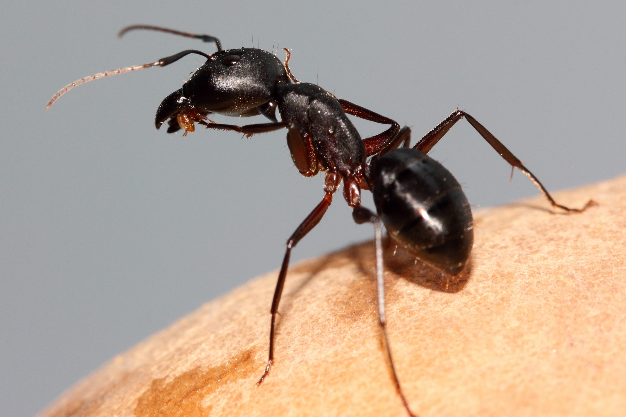 close-up of ant